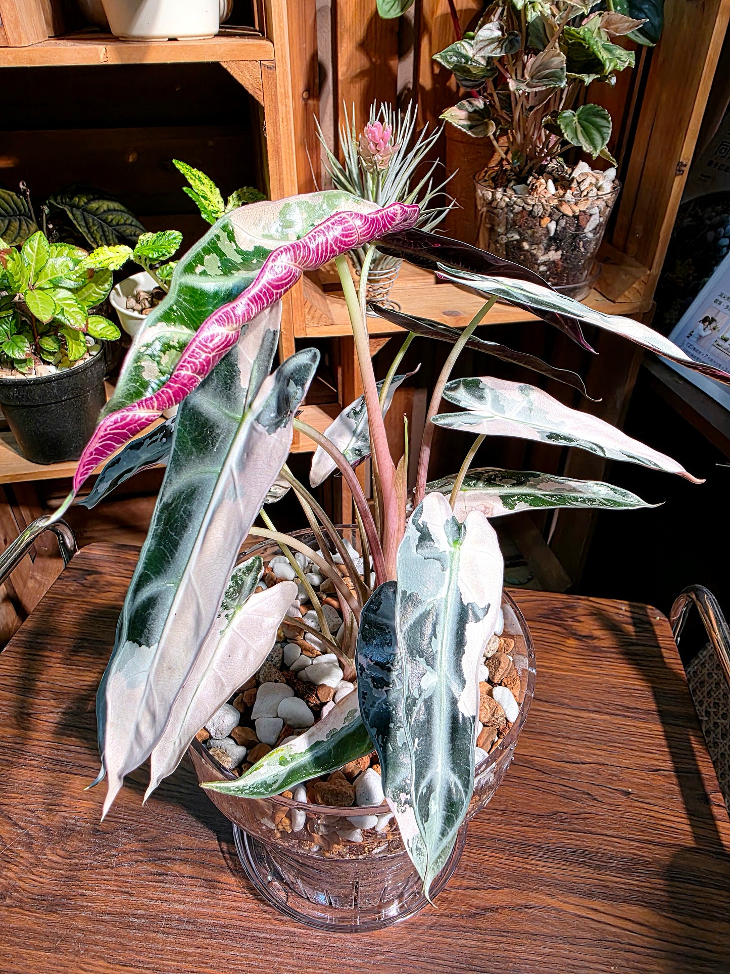 Alosasia bambino pink variegated 粉斑小仙女海芋