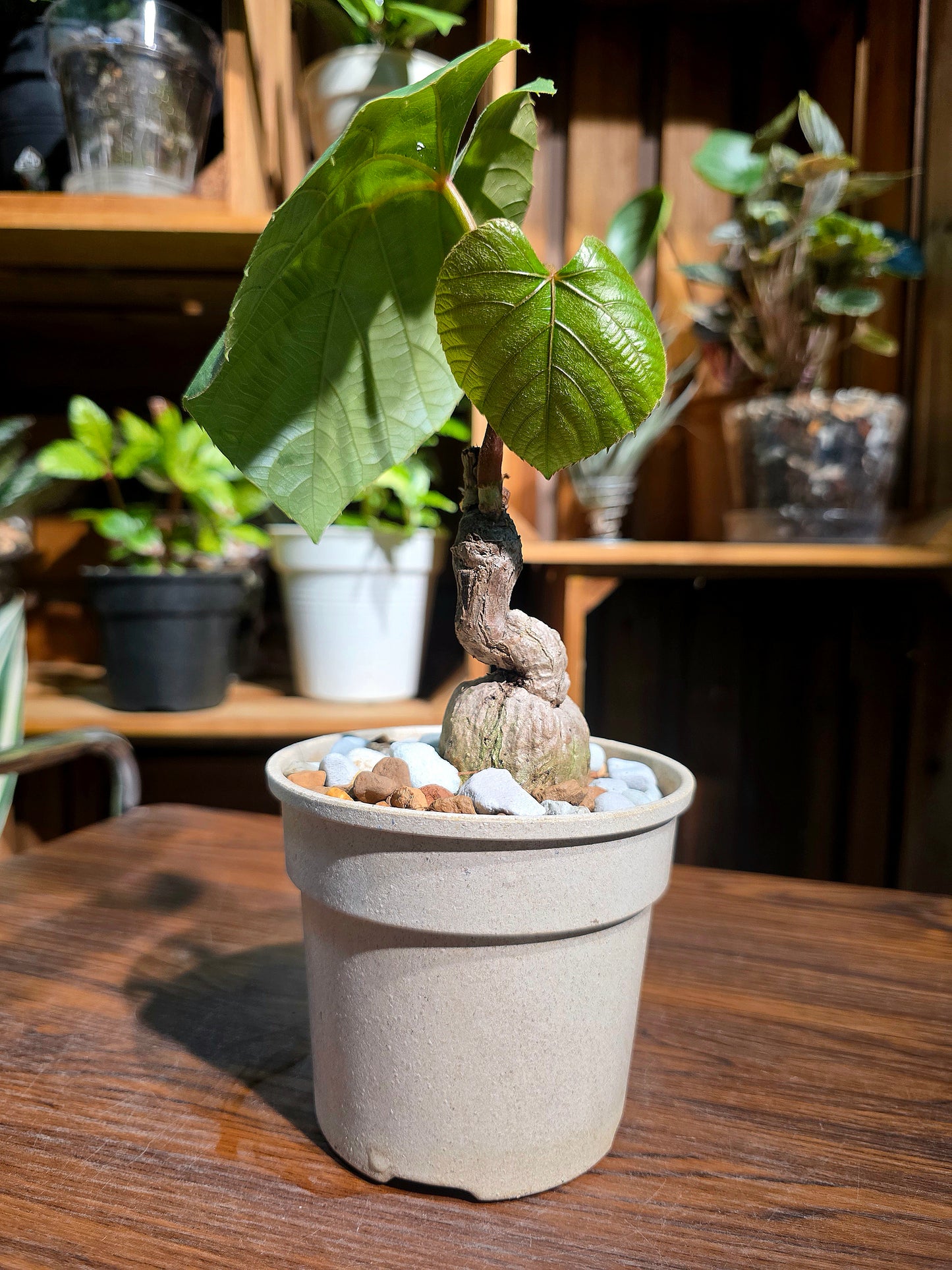 Ampelocissus martini 塊根樹葡萄
