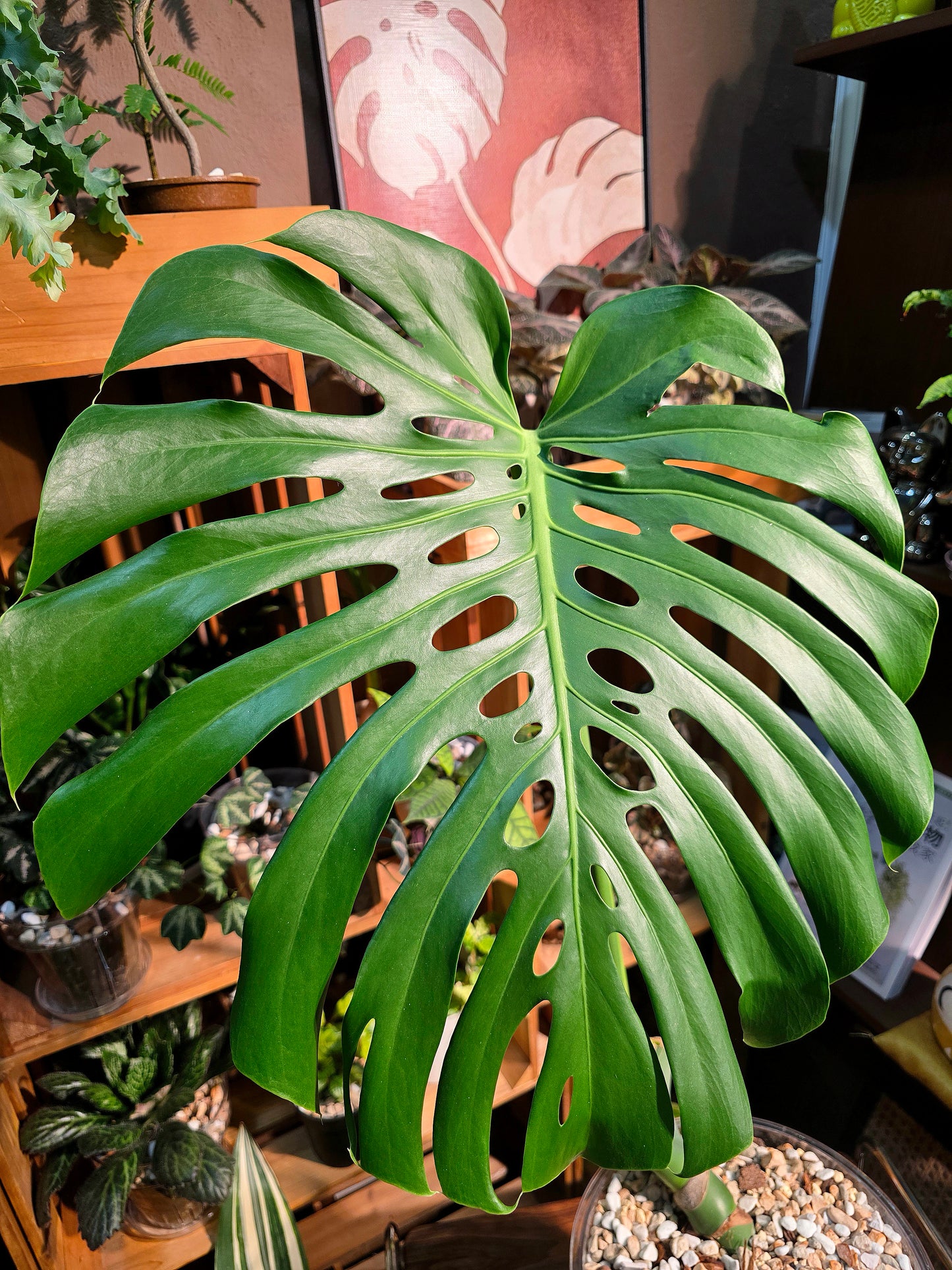 Monstera deliciosa 老樁龜背竹