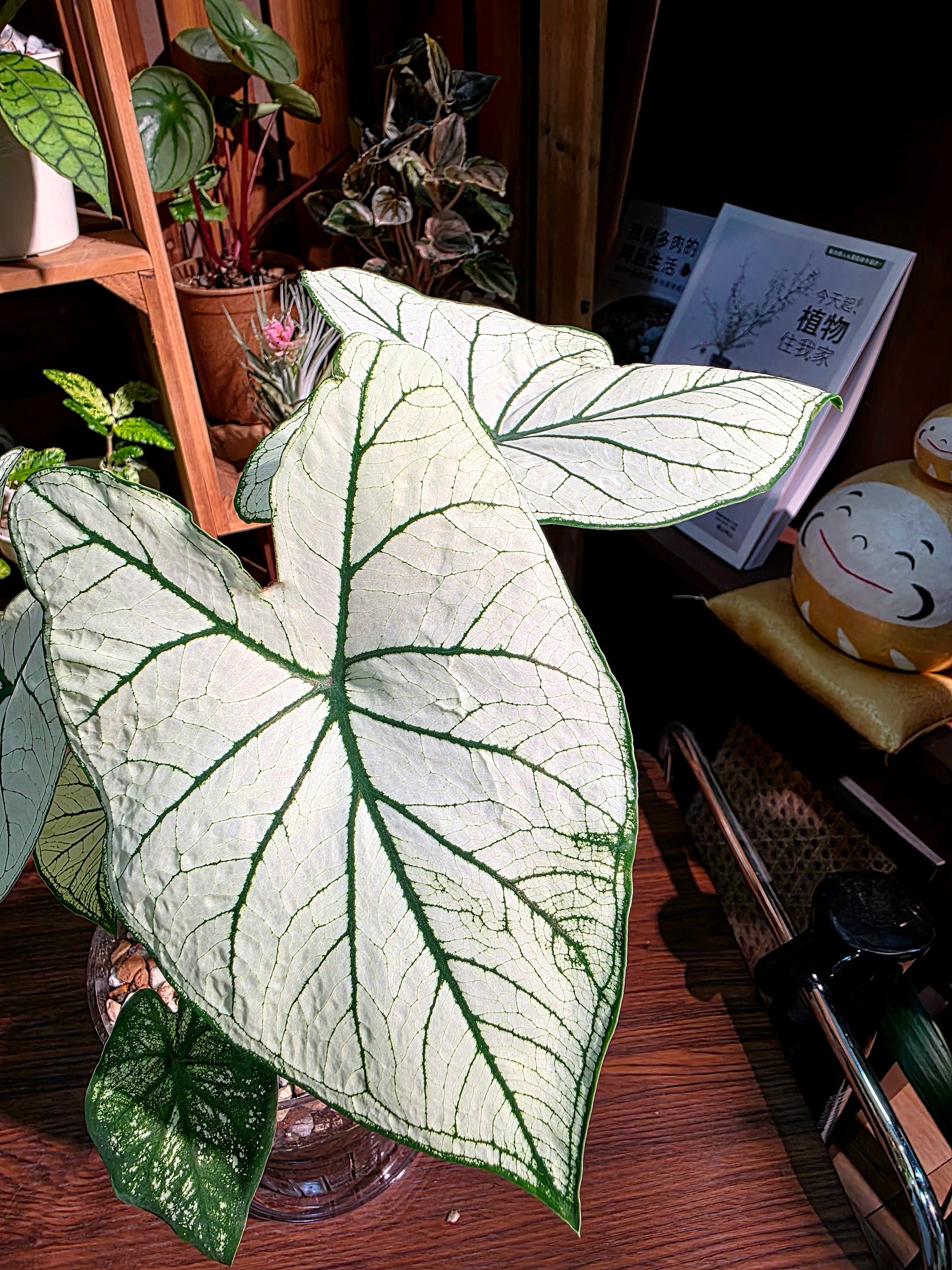 Caladium white christmas 白色聖誕彩葉芋