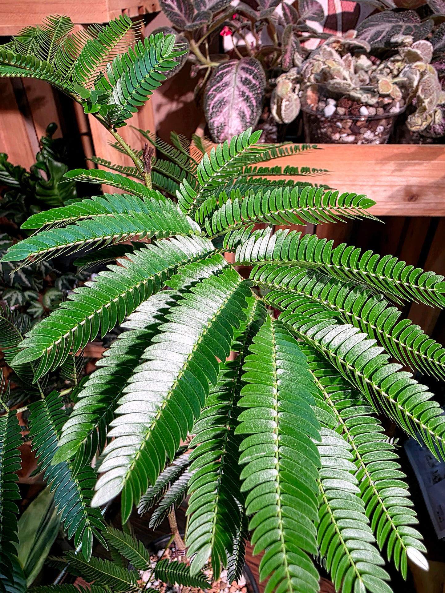 Cojoba arborea 小豆樹