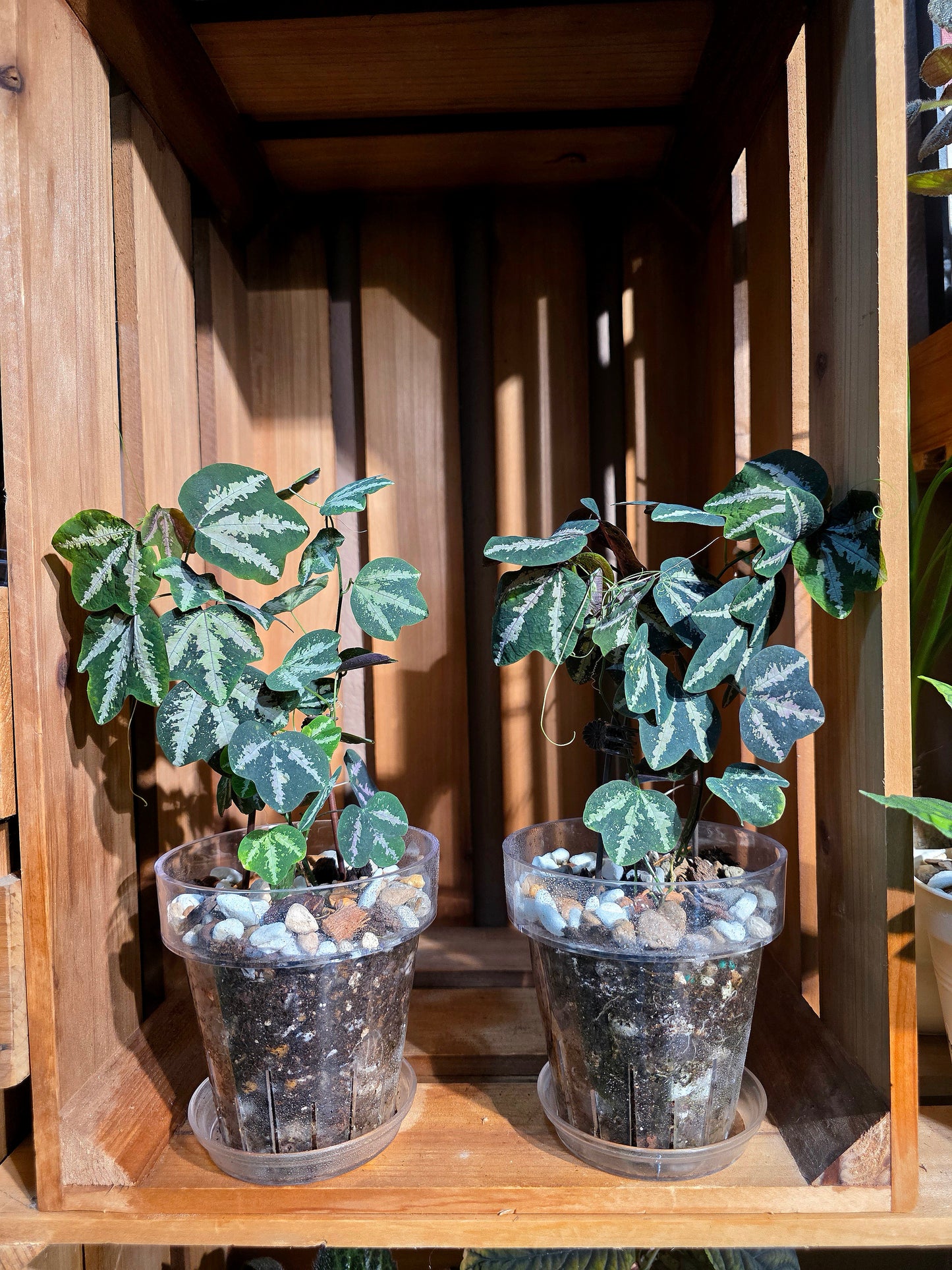 Passiflora trifascata 鵝掌西番蓮