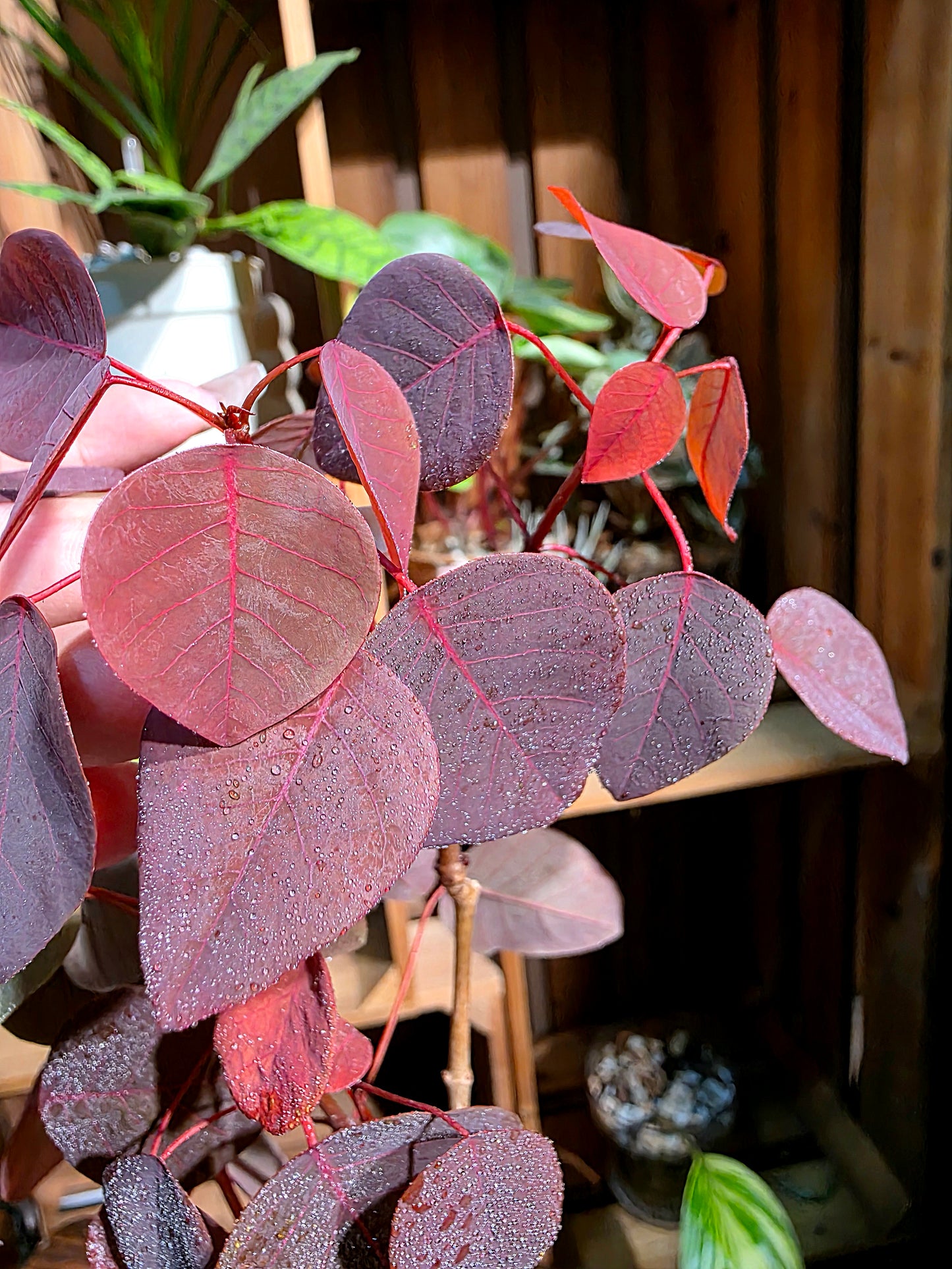 Euphorbia cotinifolia 紫錦木