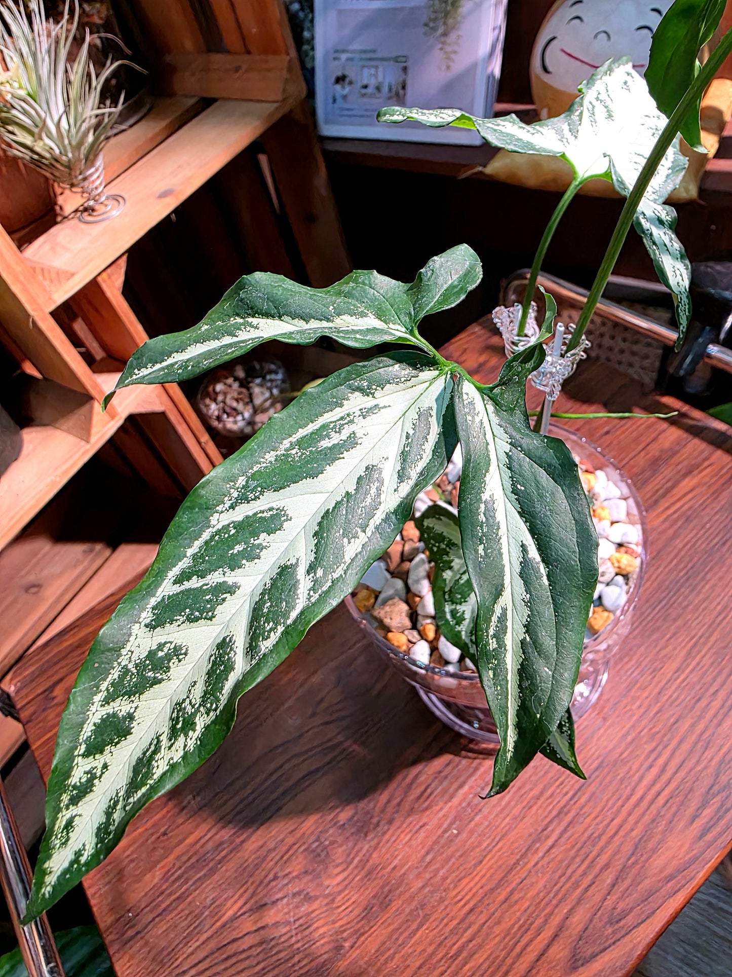 Syngoniun Sri Lanka 斯里蘭卡合果芋