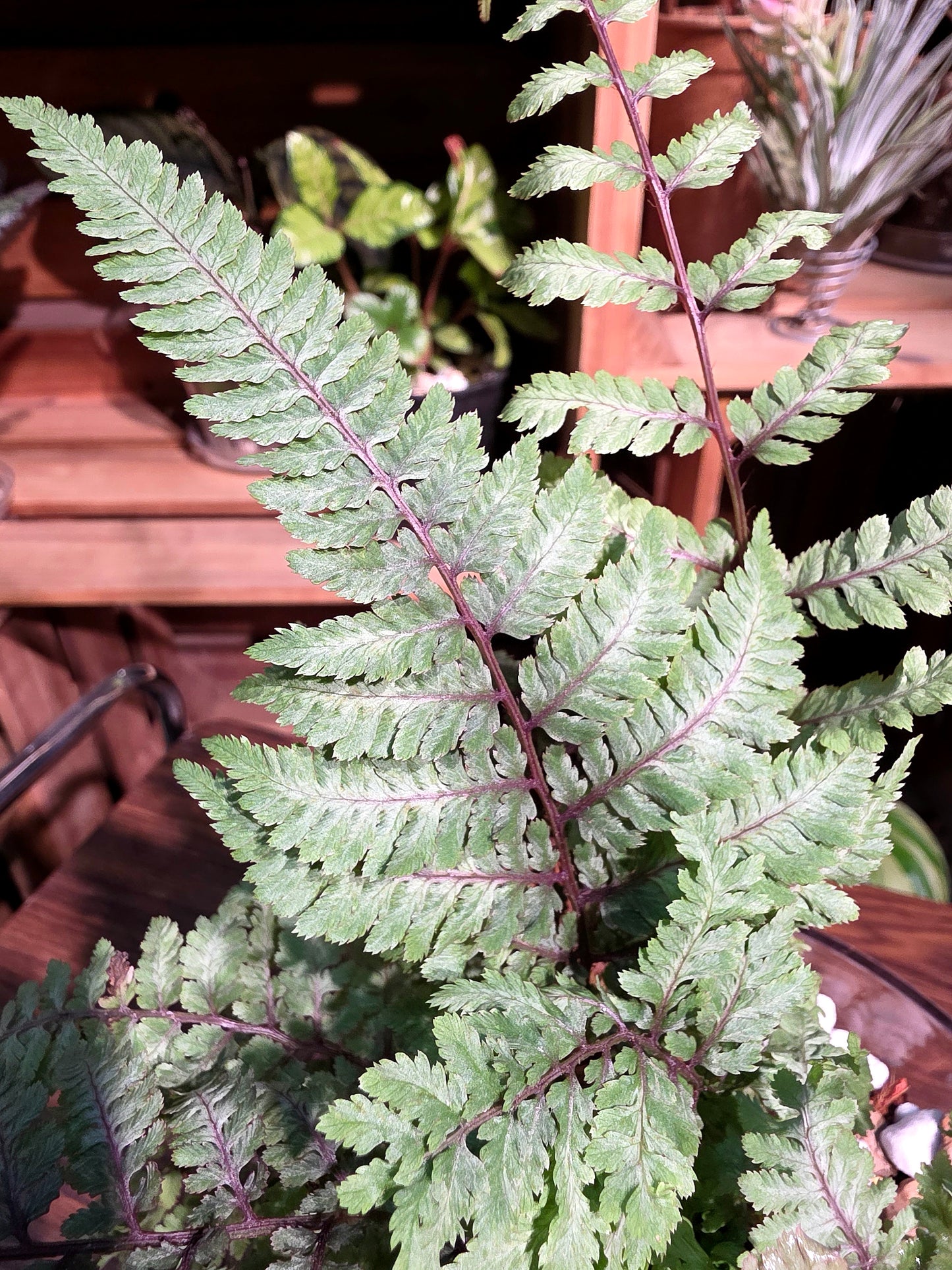 Athyrium Niponicum Var Pictum 日本畫蕨