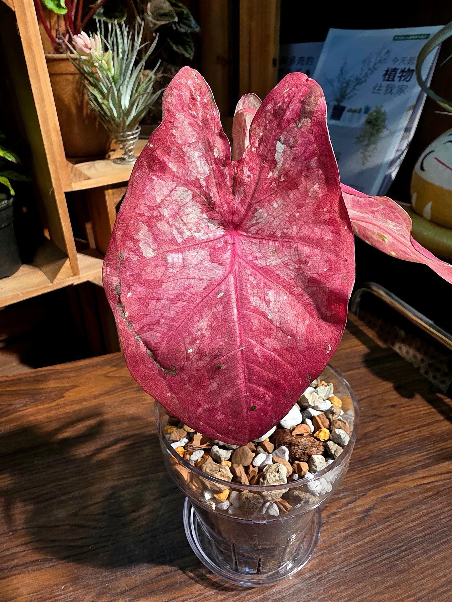 Caladium Tapestry 如煙彩葉芋
