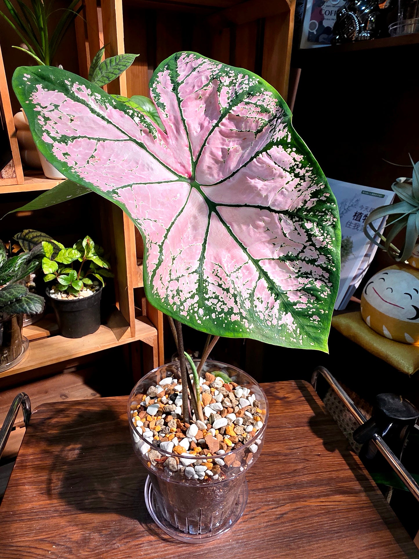 Caladium Pink Splash 粉色飛濺彩葉芋