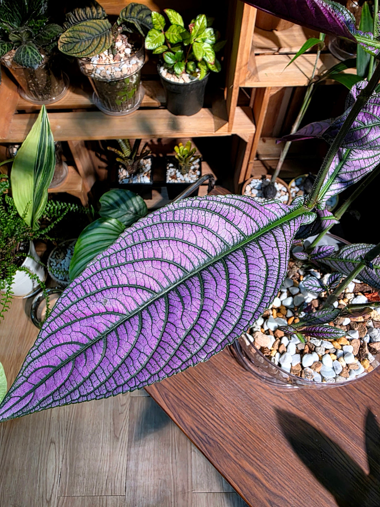 Strobilanthes dyerianus 波斯紅草