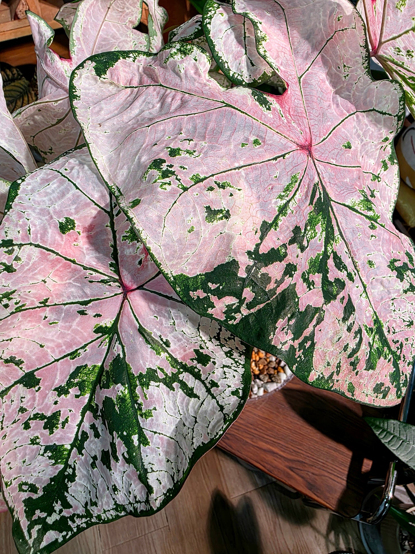 Caladium pink splash 粉色飛濺彩葉芋