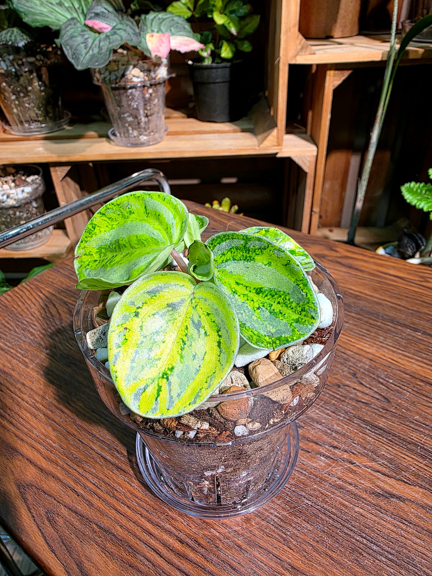 Peperomia sp 螢光西瓜皮椒草