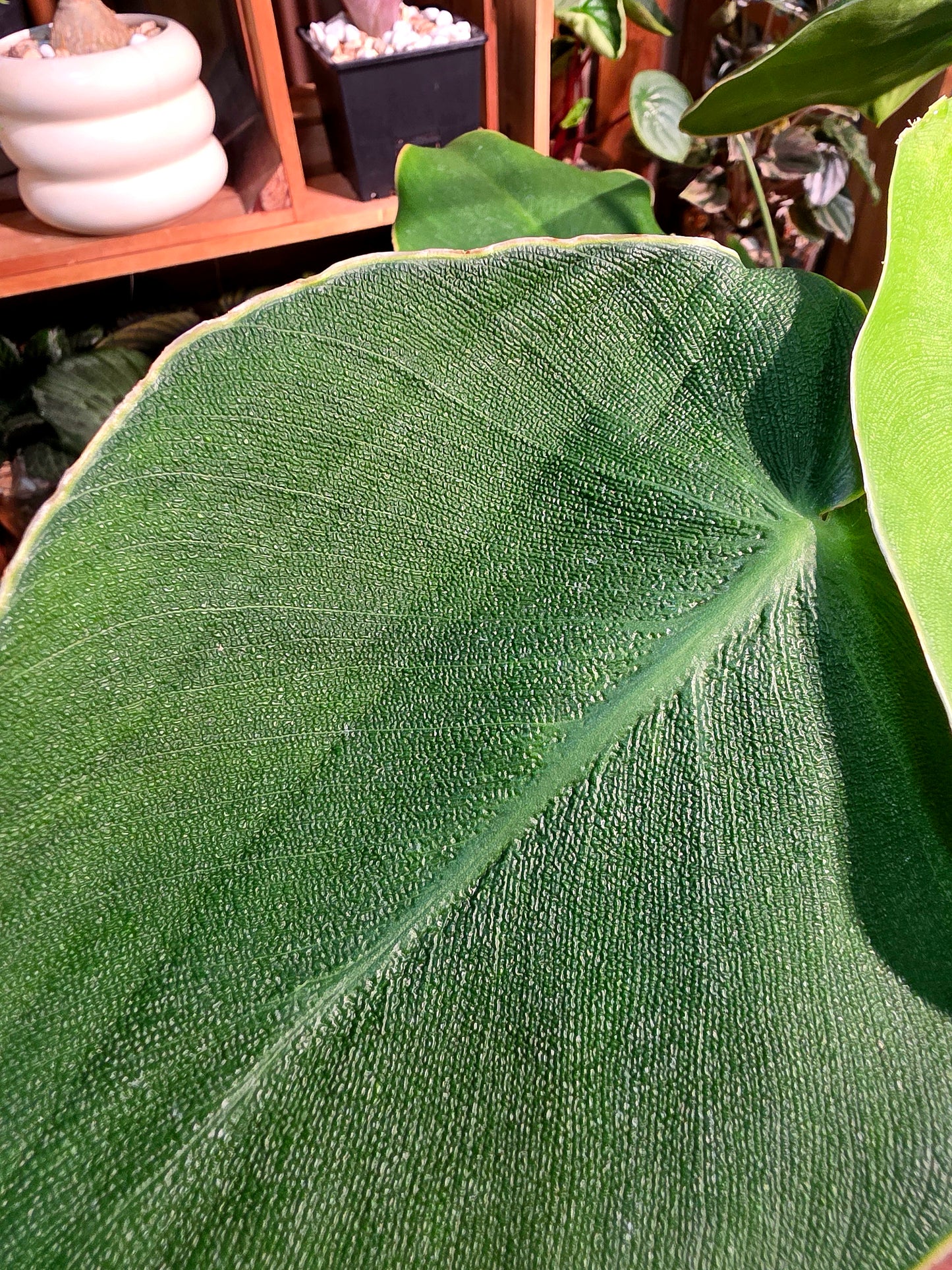 Philodendron rugosum 豬皮蔓綠絨