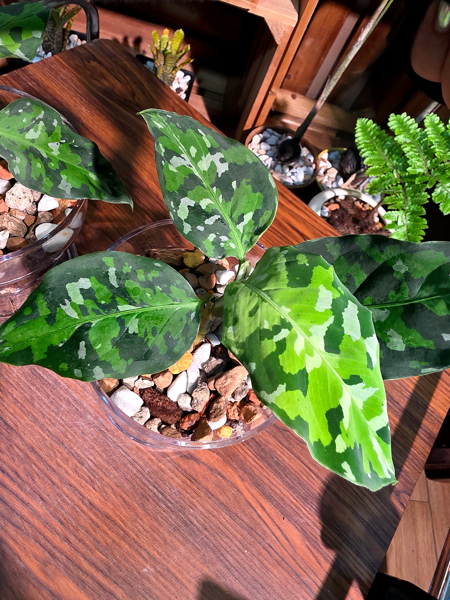 Aglaonema Pictum Tricolor 迷彩粗肋草