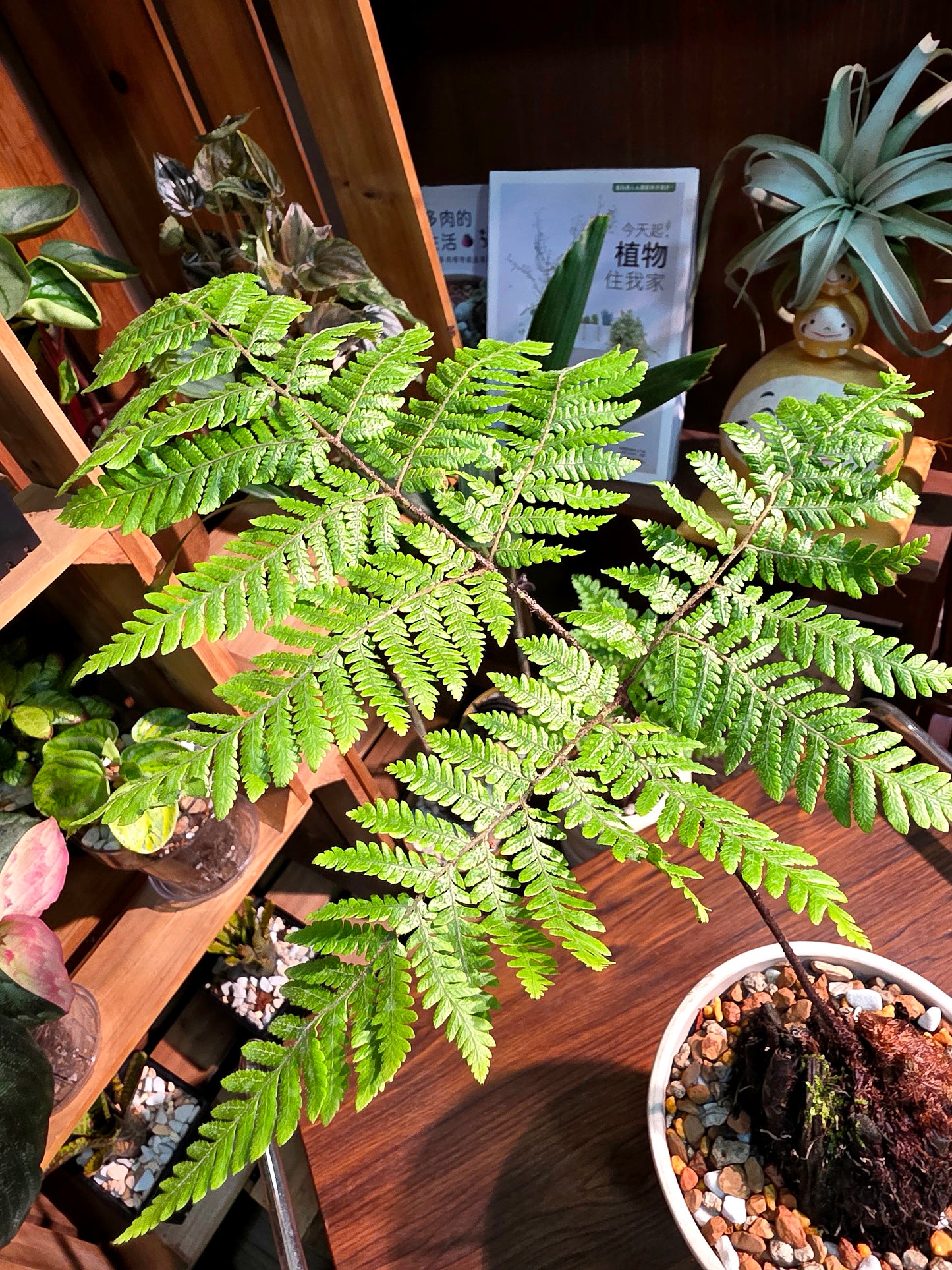 Ctenitis subglandulosa 金毛狗蕨