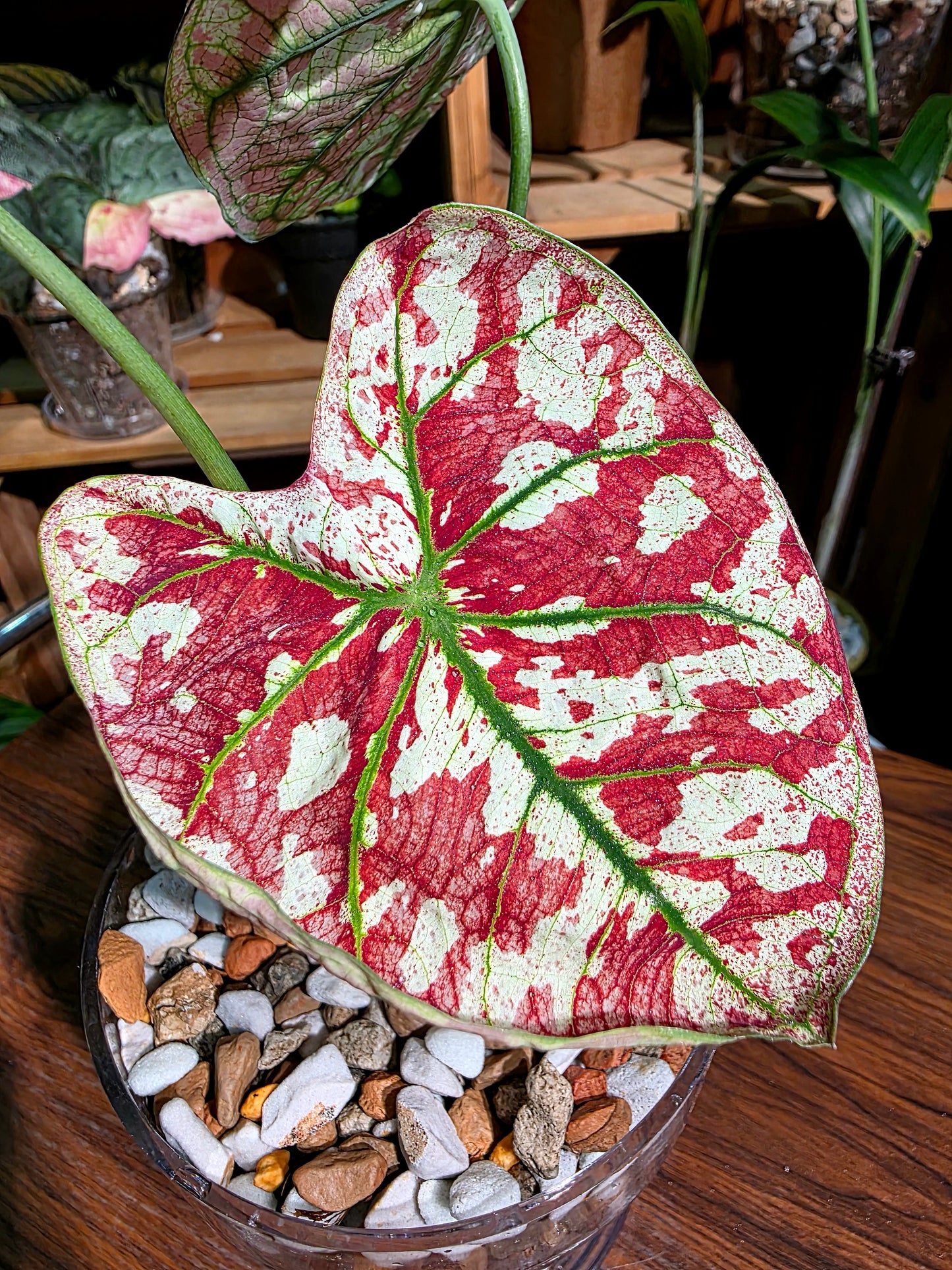 Caladium bloody Mary 血腥瑪麗彩葉芋