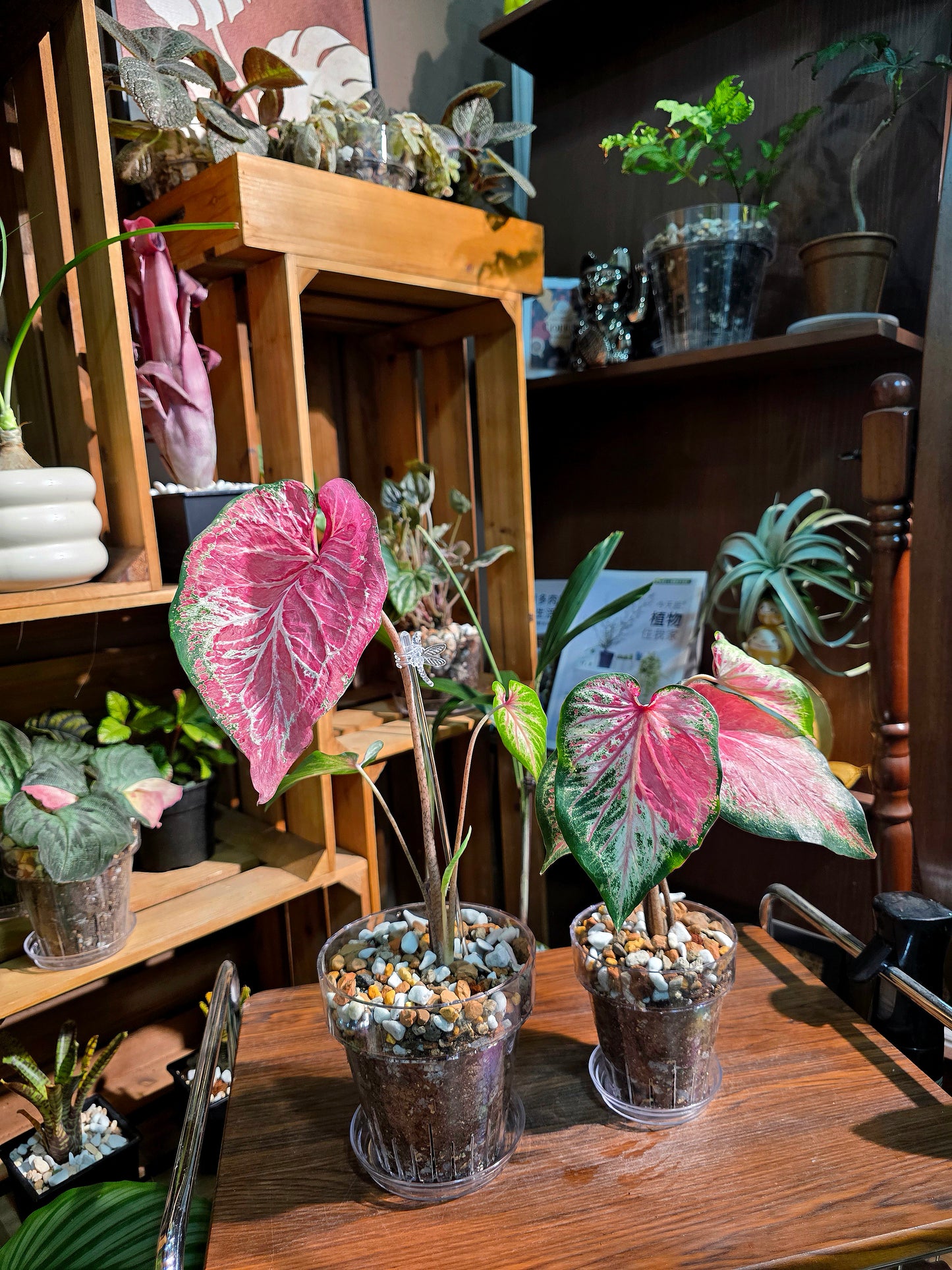 Caladium blushing bride 新娘彩葉芋