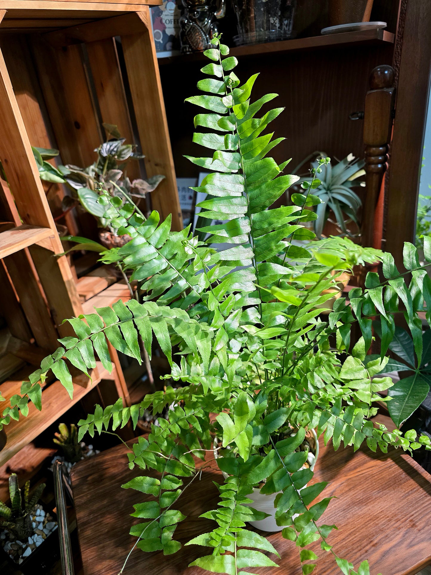 Nephrolepis cordifolia 霸王蕨