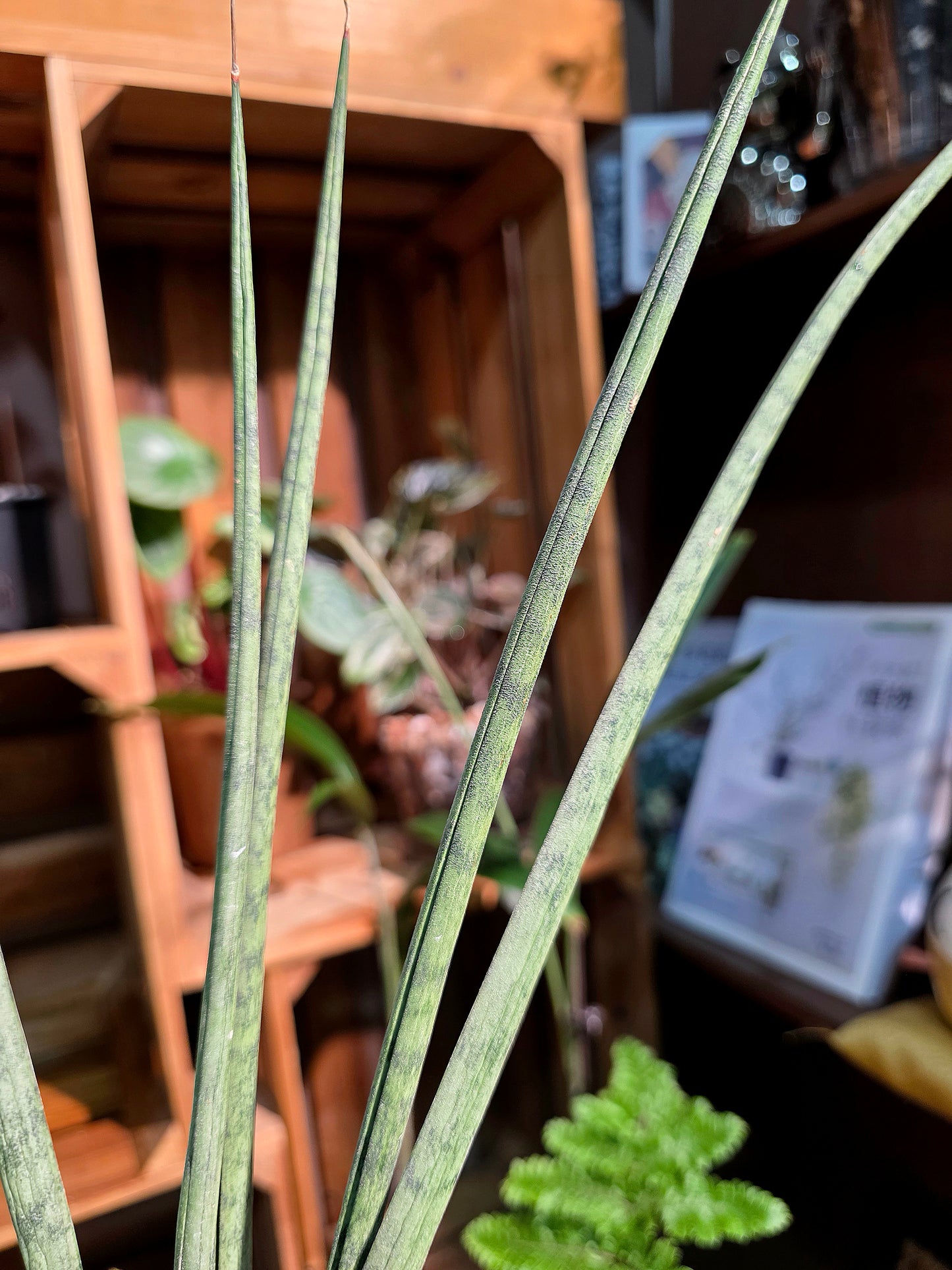 Sansevieria Icicle fernwood 細葉虎尾蘭