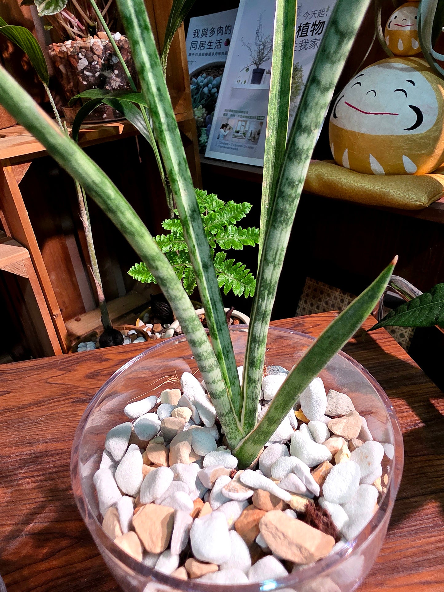 Sansevieria Icicle fernwood 細葉虎尾蘭