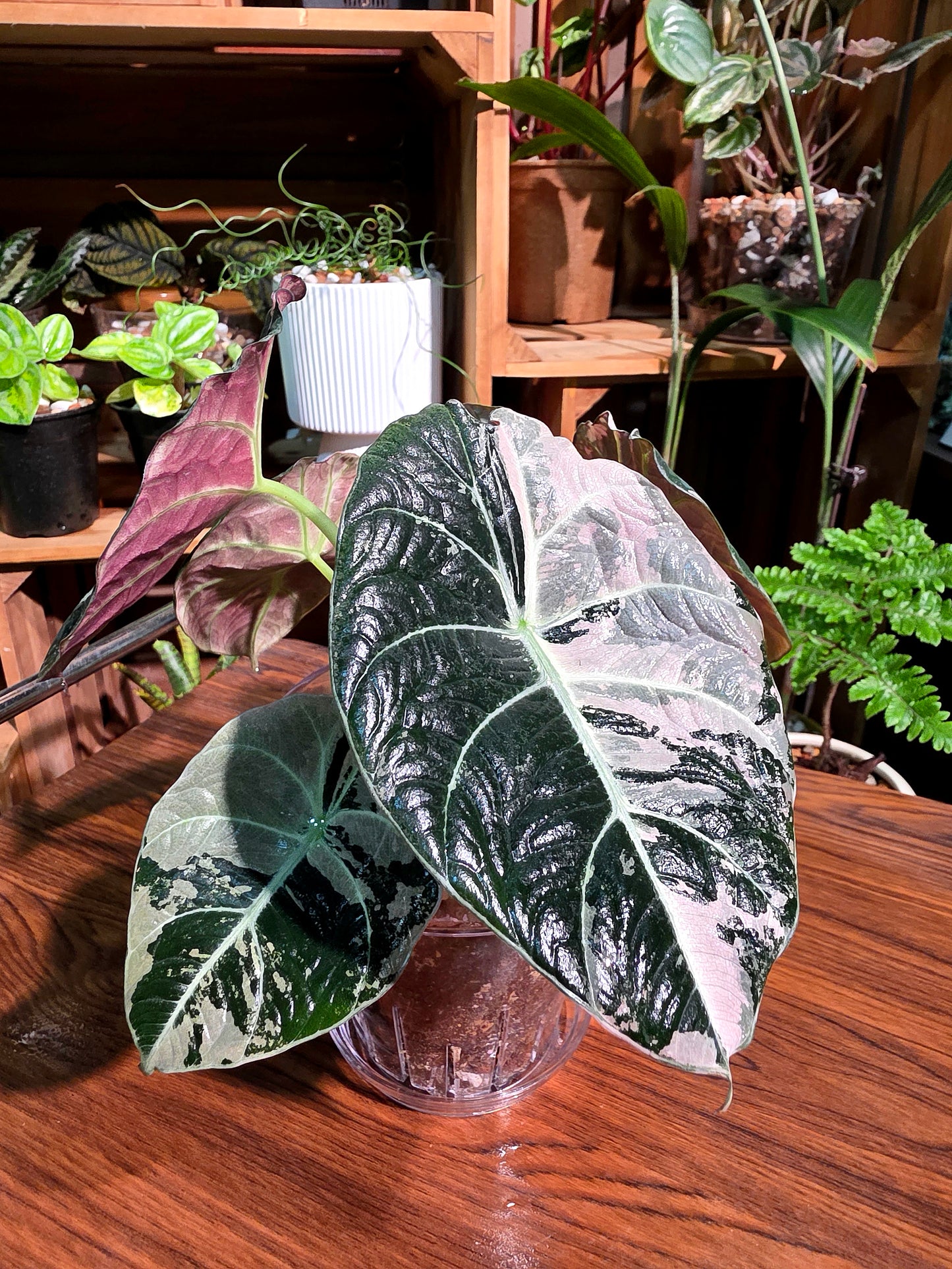 Alocasia black velvet variegated pink 粉斑黑天鵝海芋