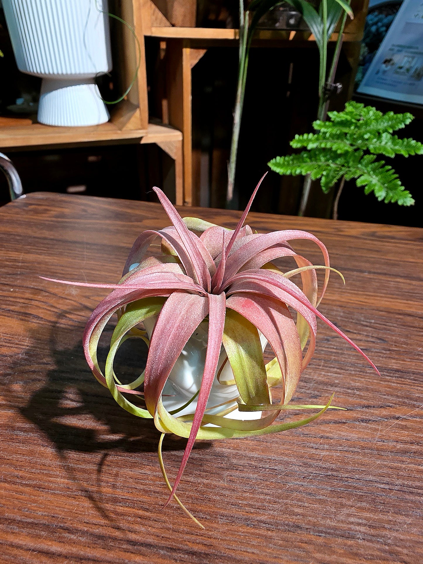 Tillandsia Eric Knobloch 艾瑞克空氣鳳梨