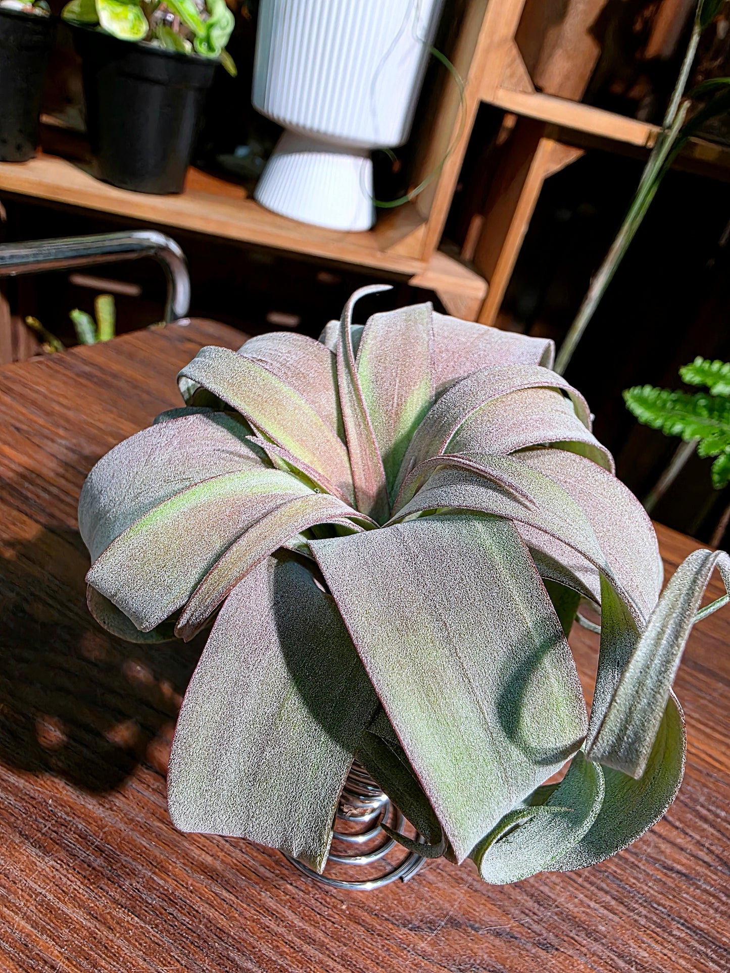 Tillandsia (xerographica x chiapensis orange) x streptophyla 橙卷空氣鳳梨