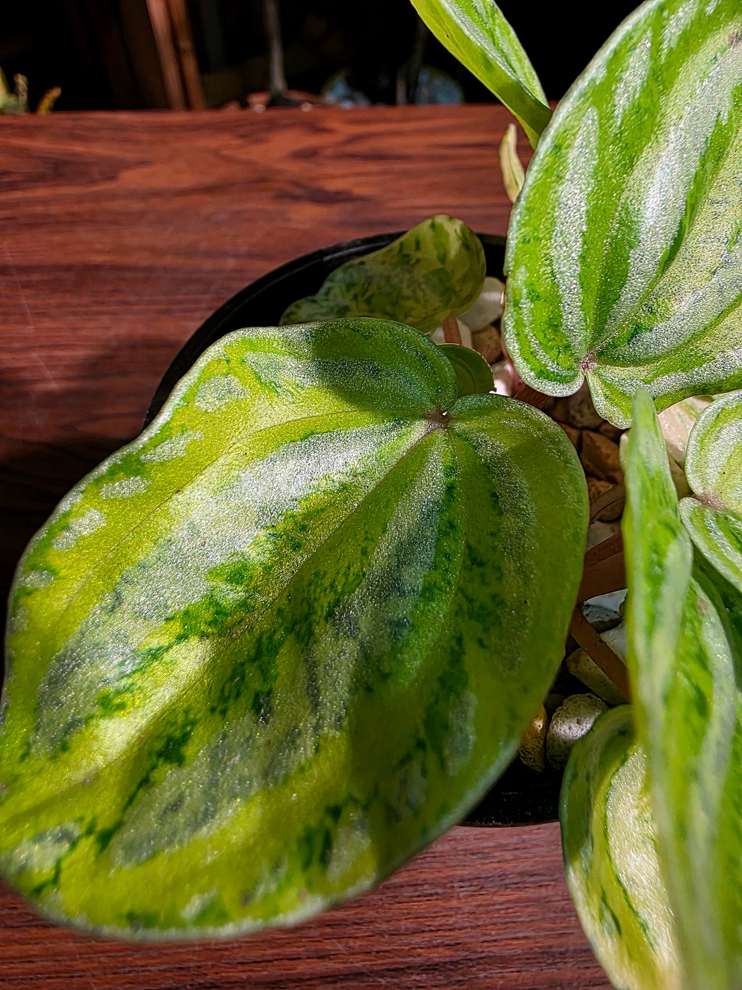 Peperomia sp 螢光西瓜皮椒草