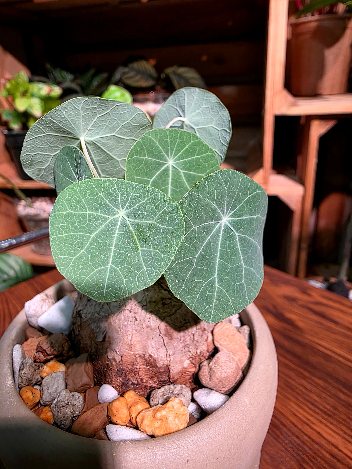 Stephania spp 山烏龜