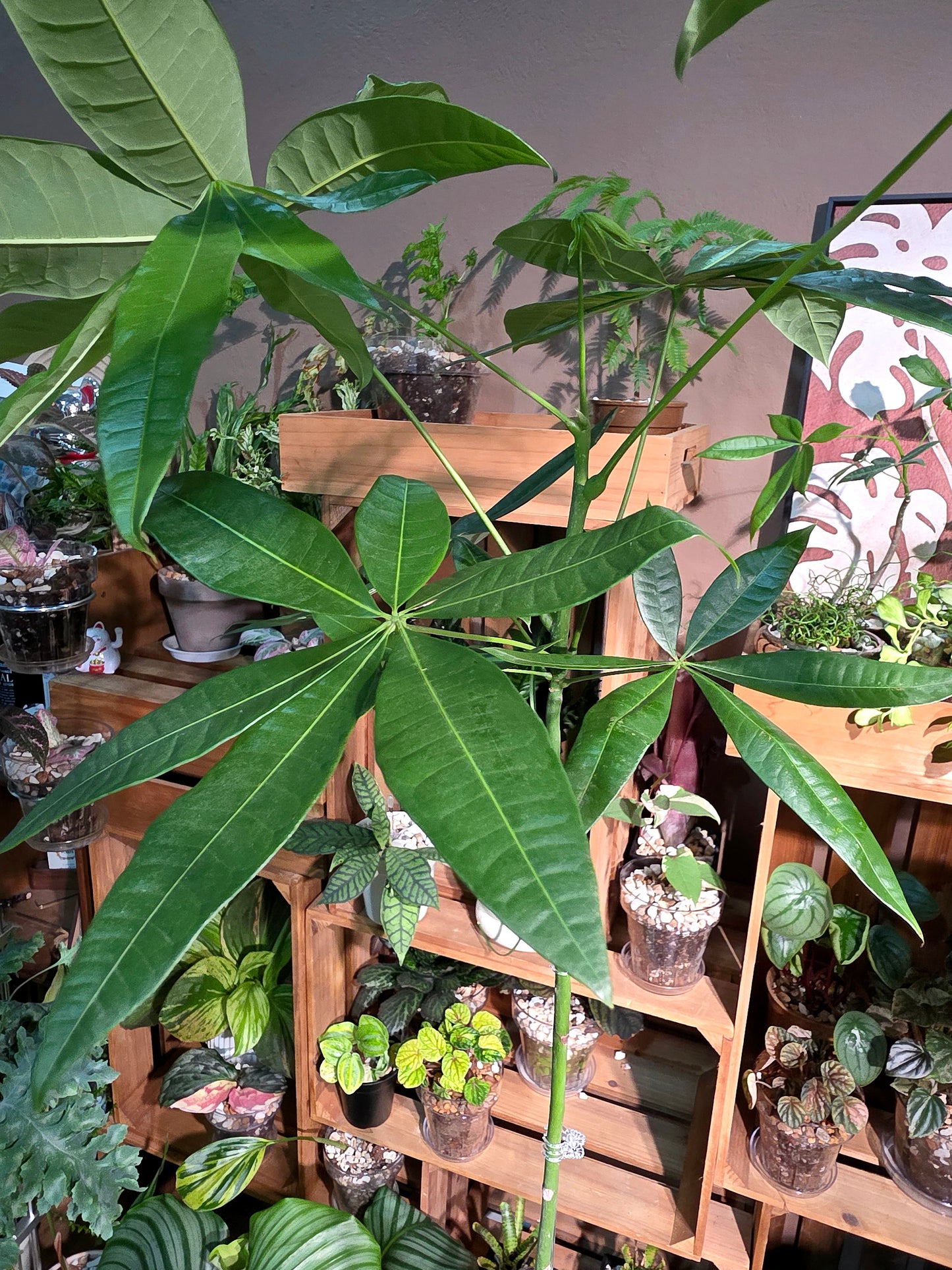 Pachira aquatica 馬拉巴栗原生種發財樹
