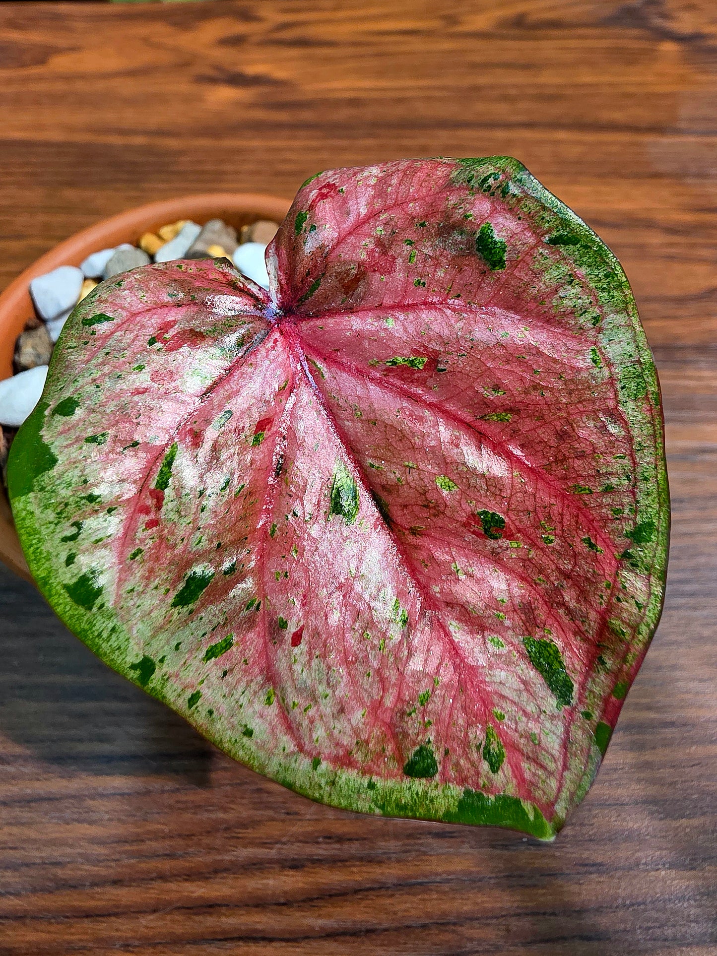 Caladium Thailand 泰國彩葉芋 - 心肝寶貝