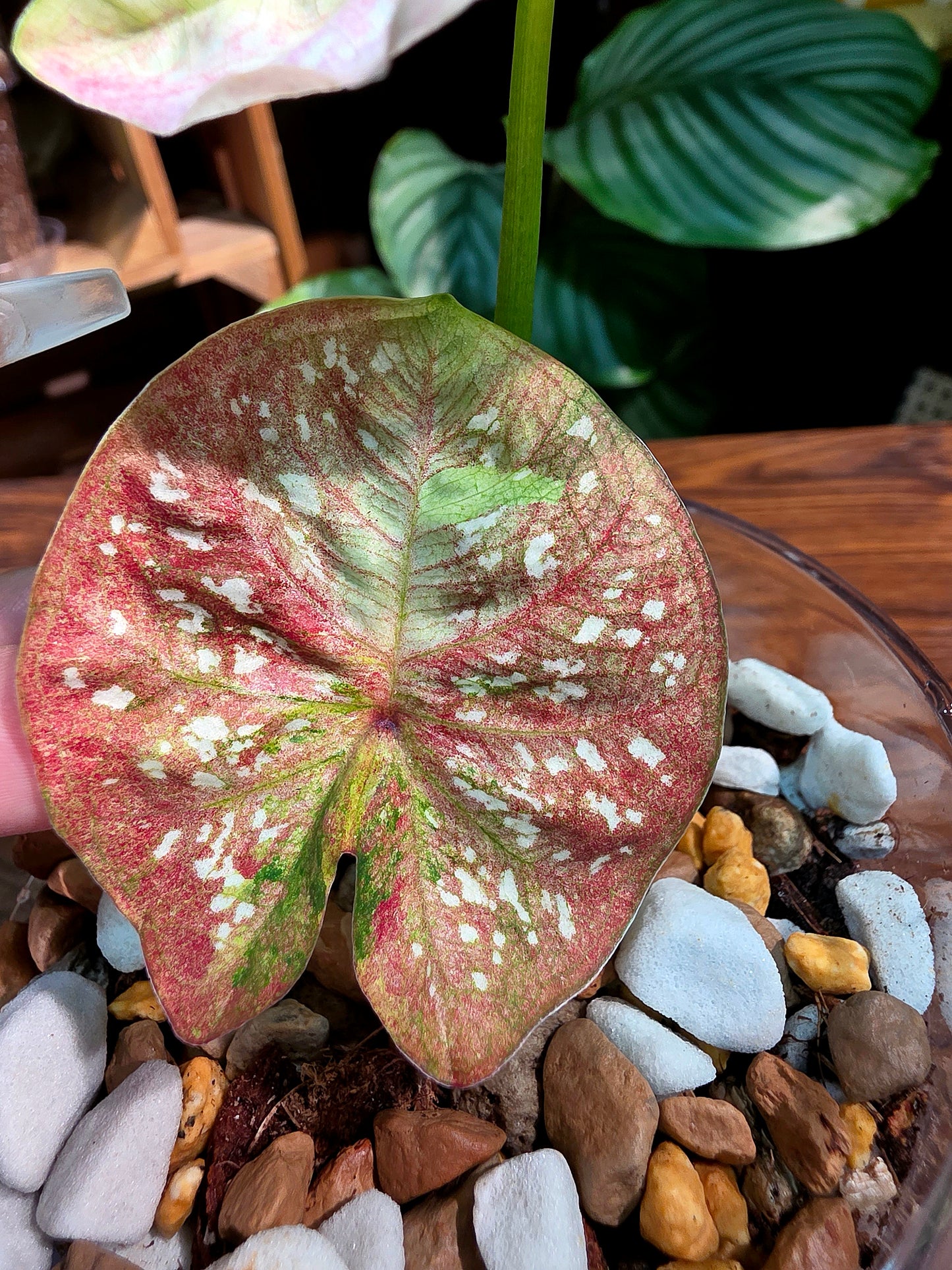 Caladium Thailand 泰國彩葉芋