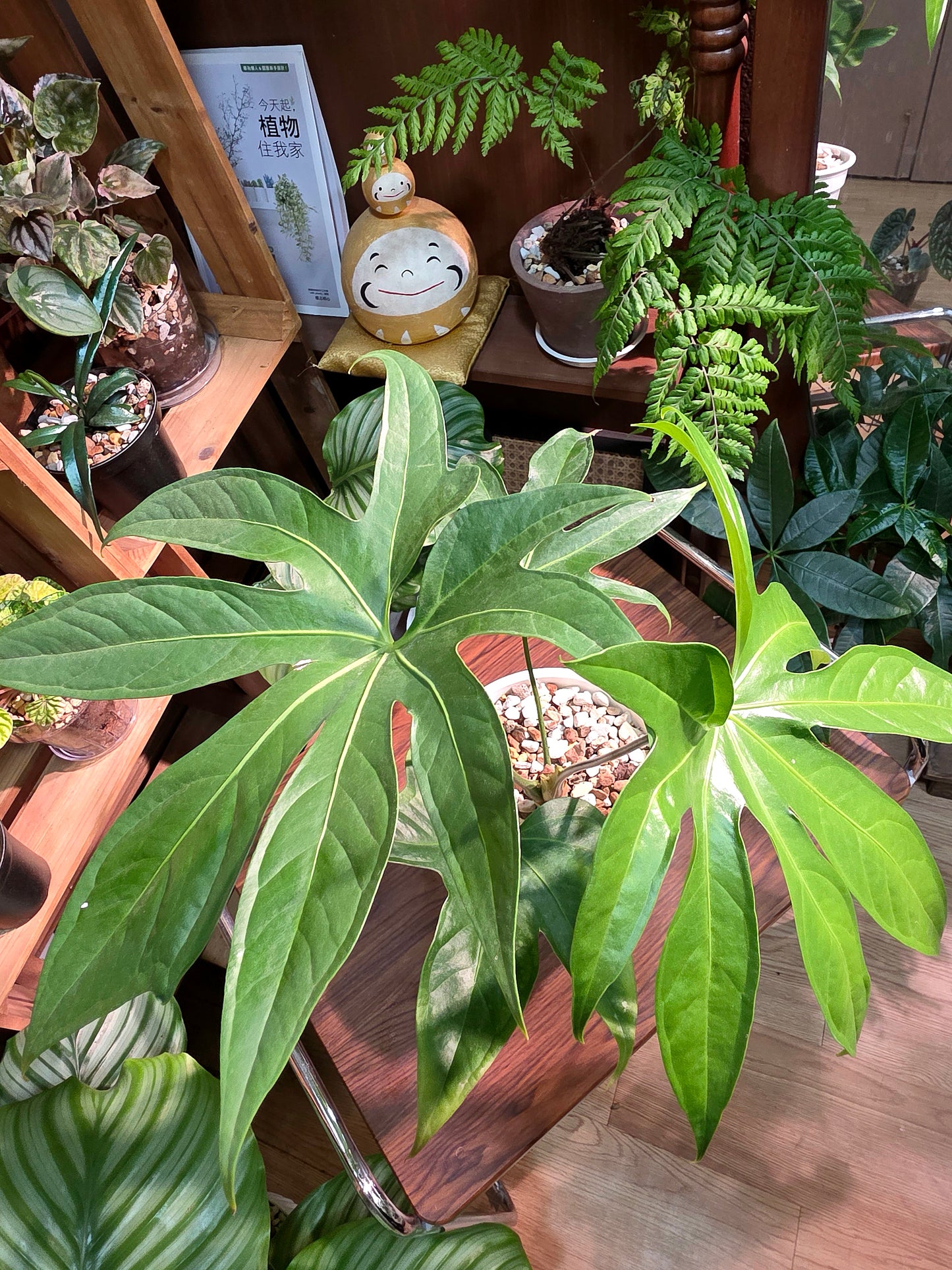 Anthurium pedatum 掌葉花燭