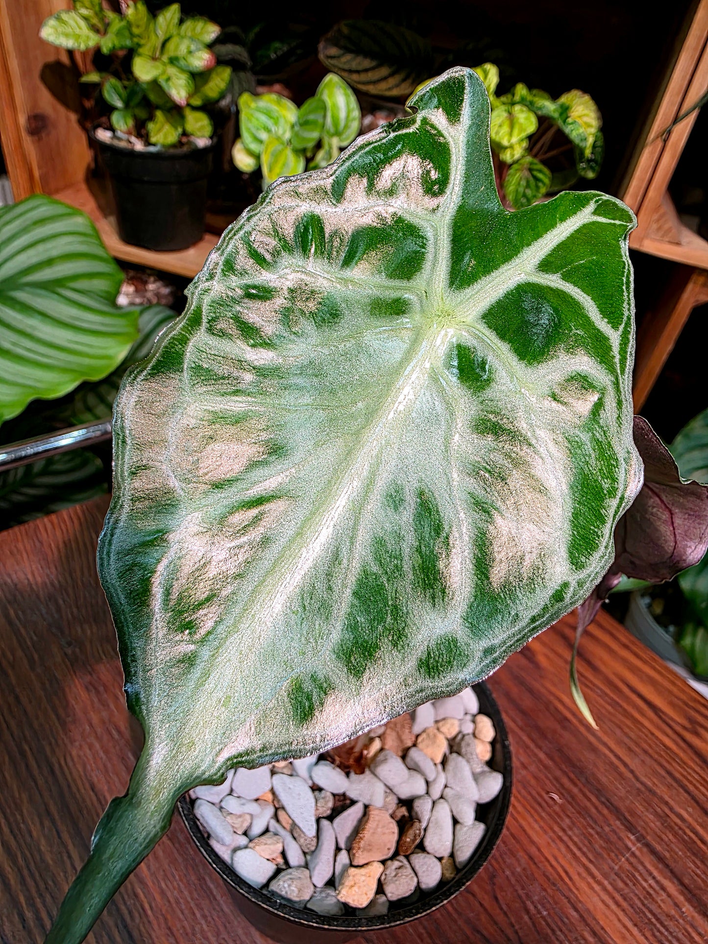 Alocasia venom 毒液海芋