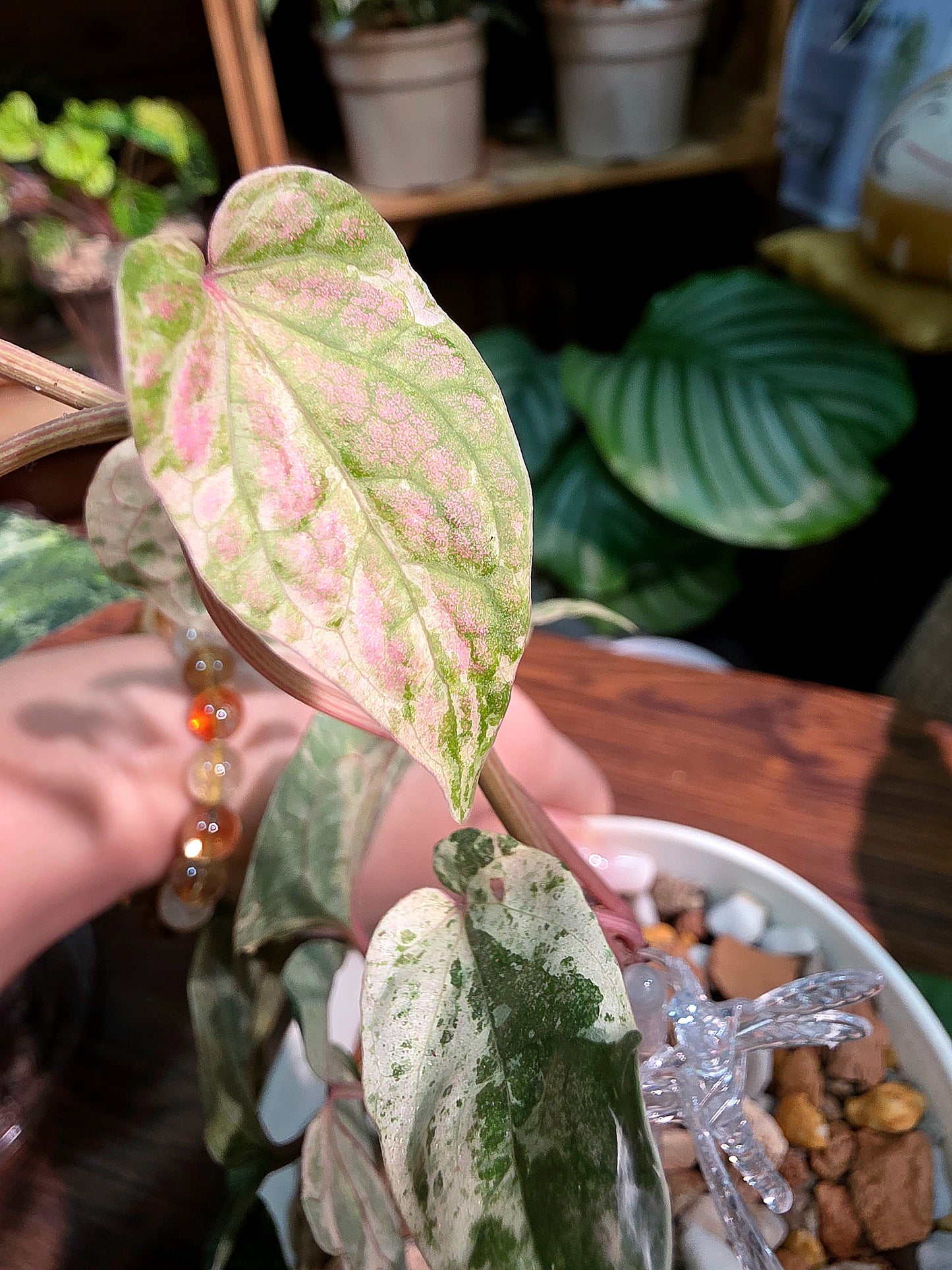 Piper sylvaticum pink variegated 粉錦水晶胡椒
