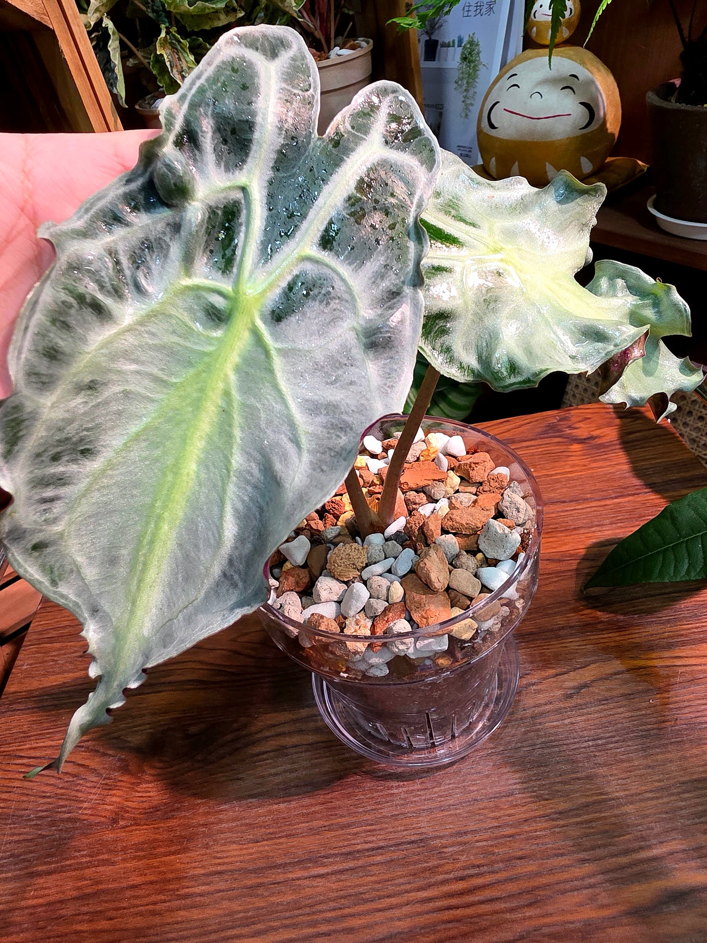 Alocasia venom 毒液海芋