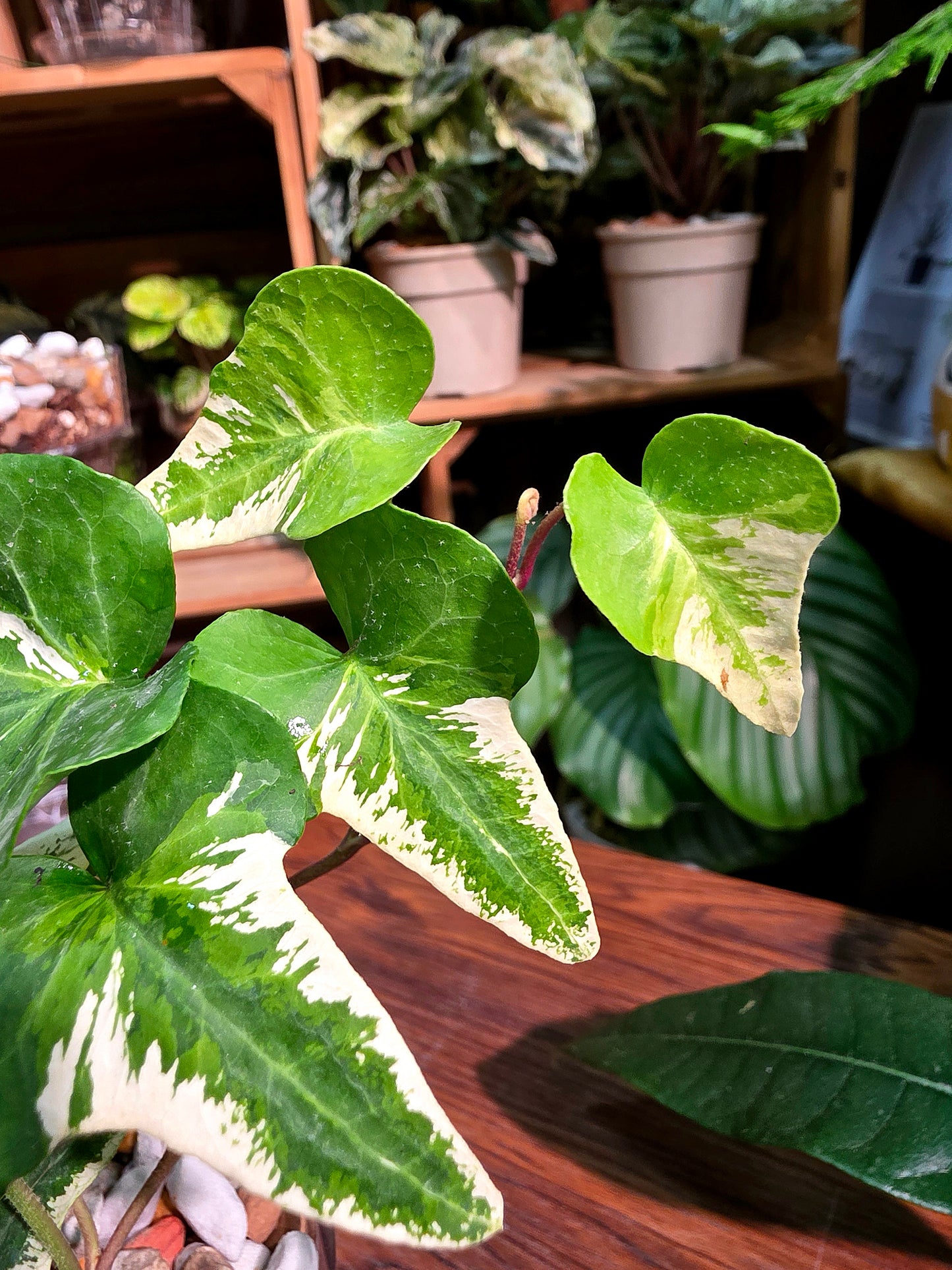 Hedera helix butterfly 蝴蝶常春藤