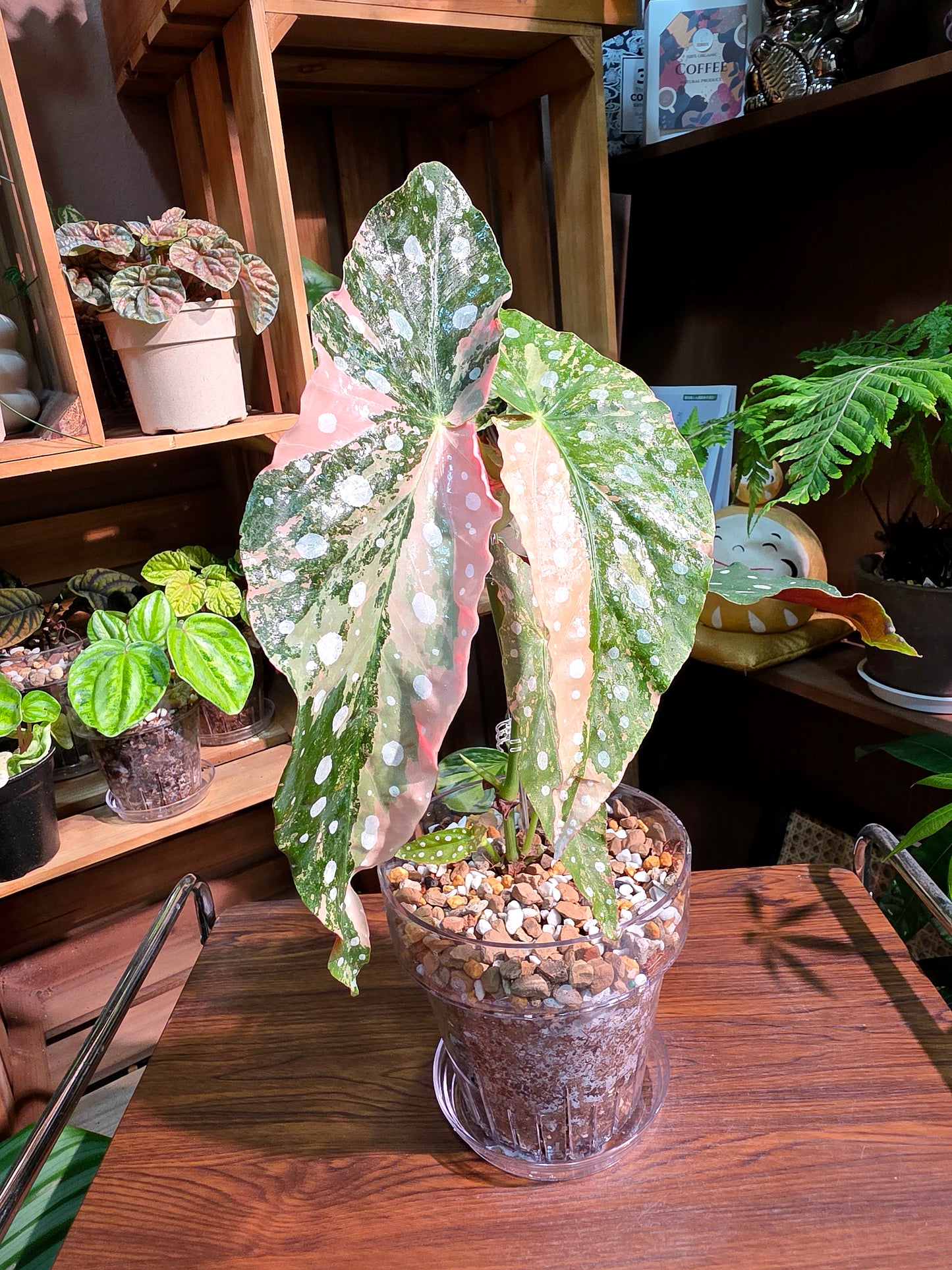 Begonia maculata variegated pink 粉斑鱒魚秋海棠