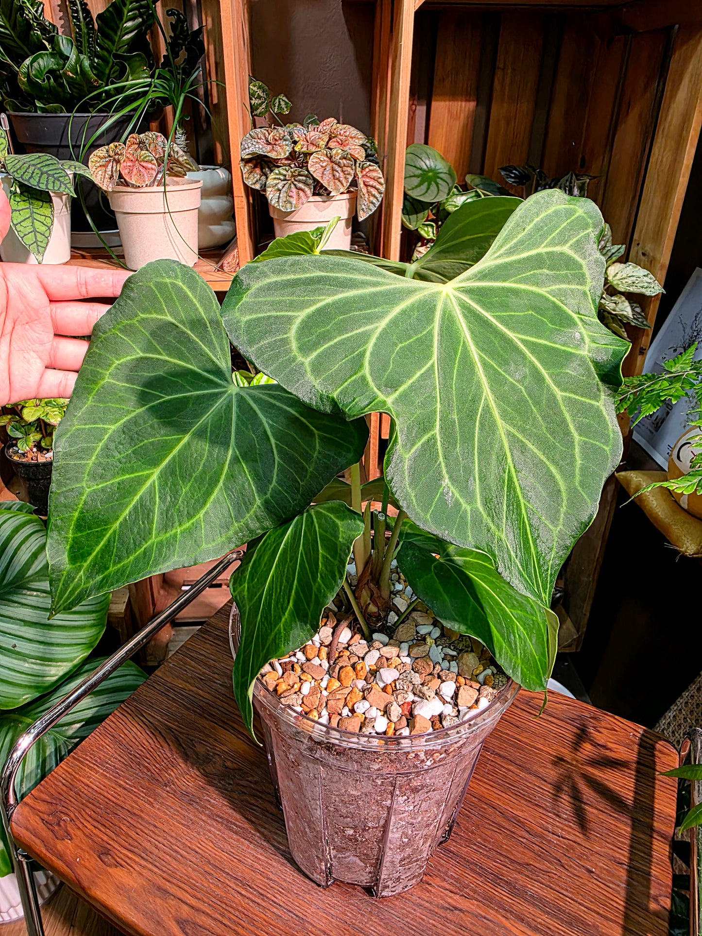 Anthurium delta force 三角洲花燭