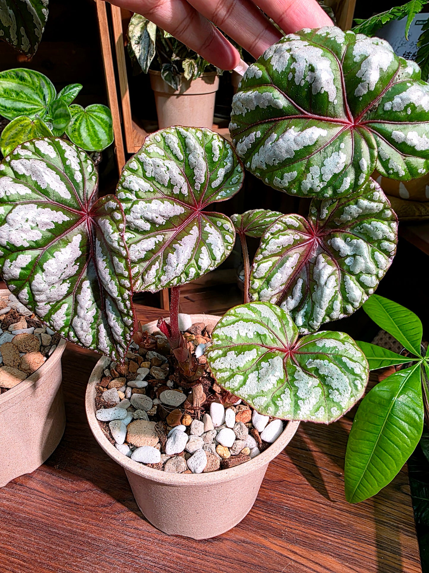Dancing Begonia