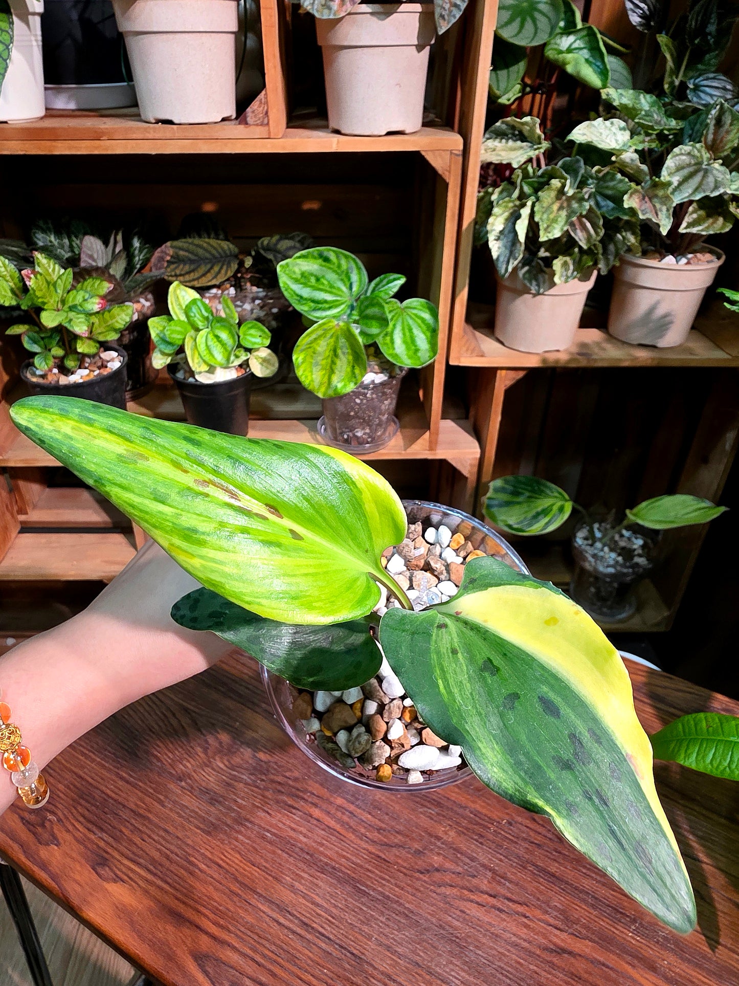 Drimiopsis kirkii variegated 油點百合
