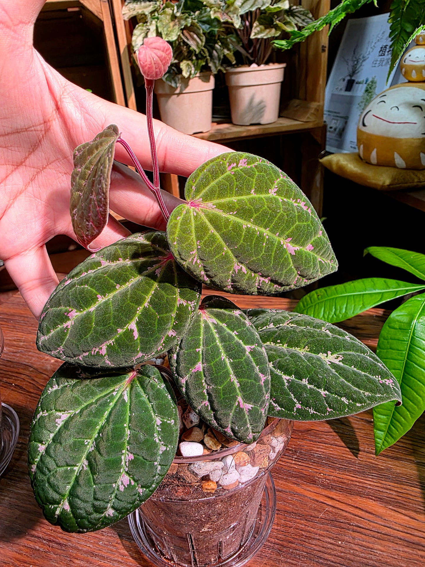 Piper porphyrophyllum 愛麗絲胡椒