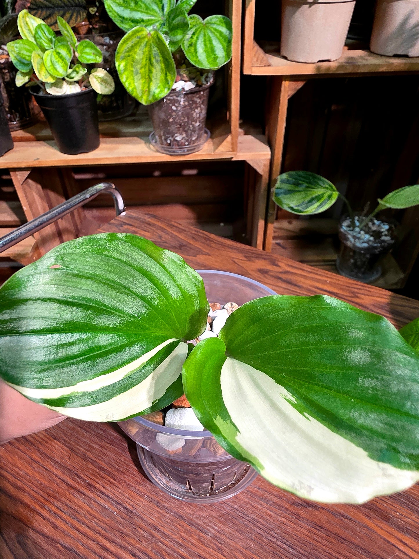Kaempferia pulchra variegated 白斑孔雀姜