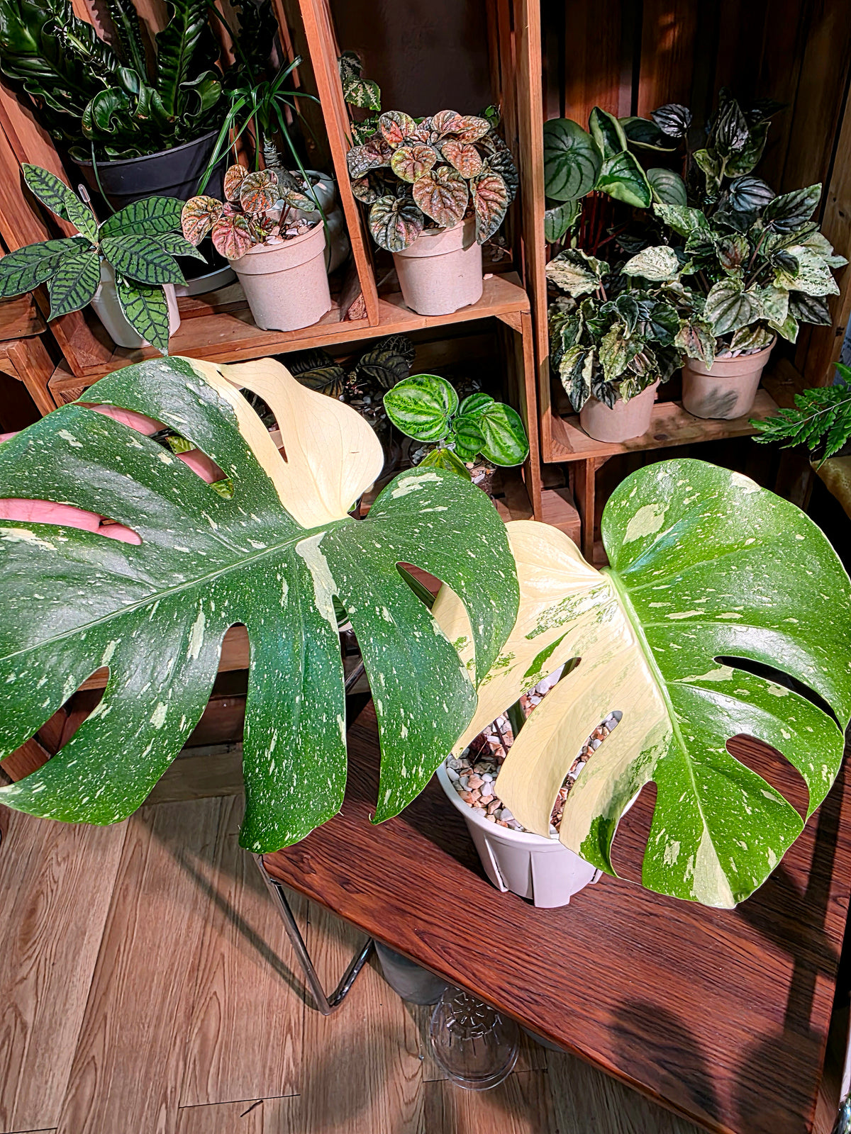 Monstera Thai Constellation