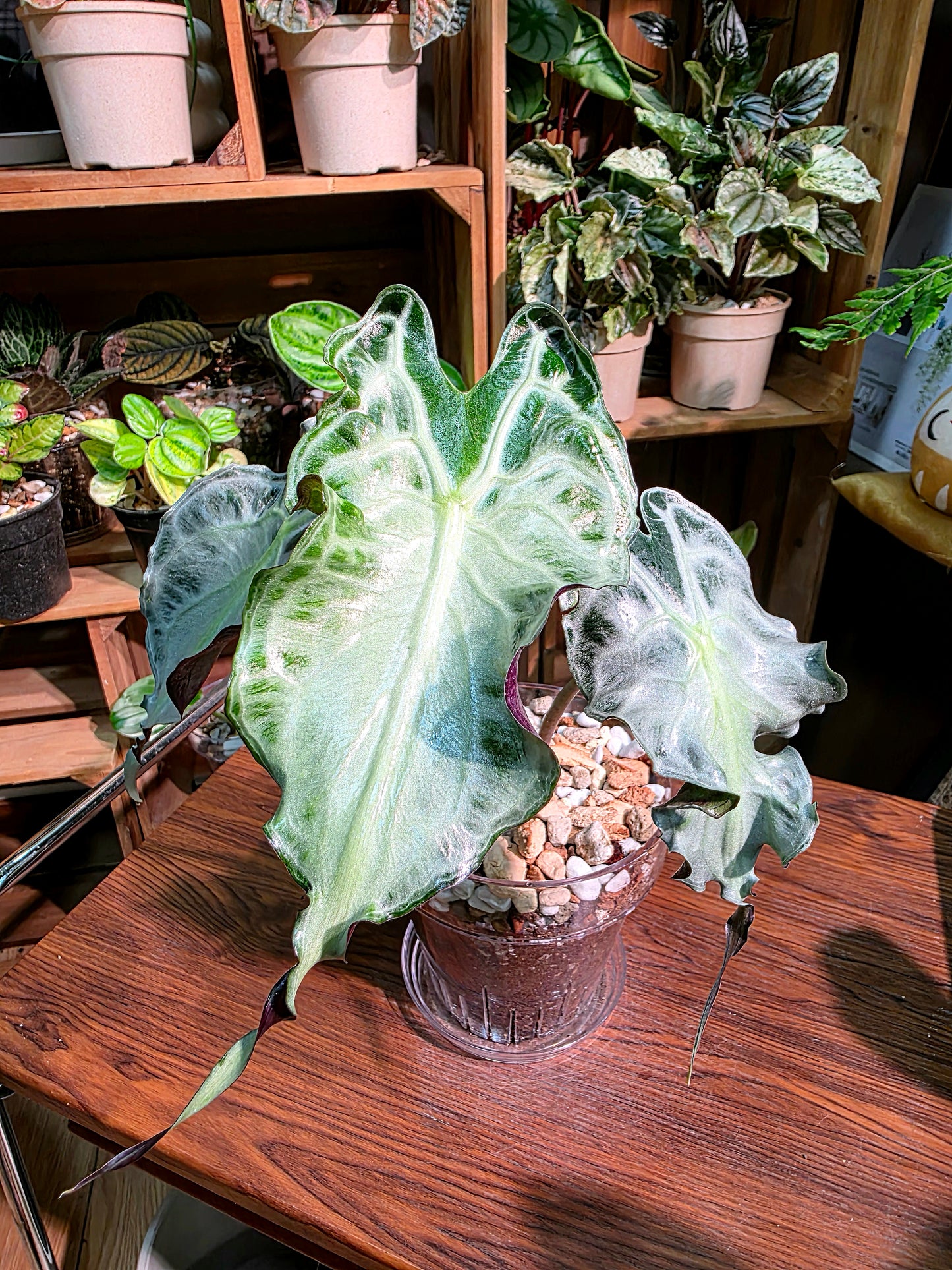 Alocasia venom 毒液海芋