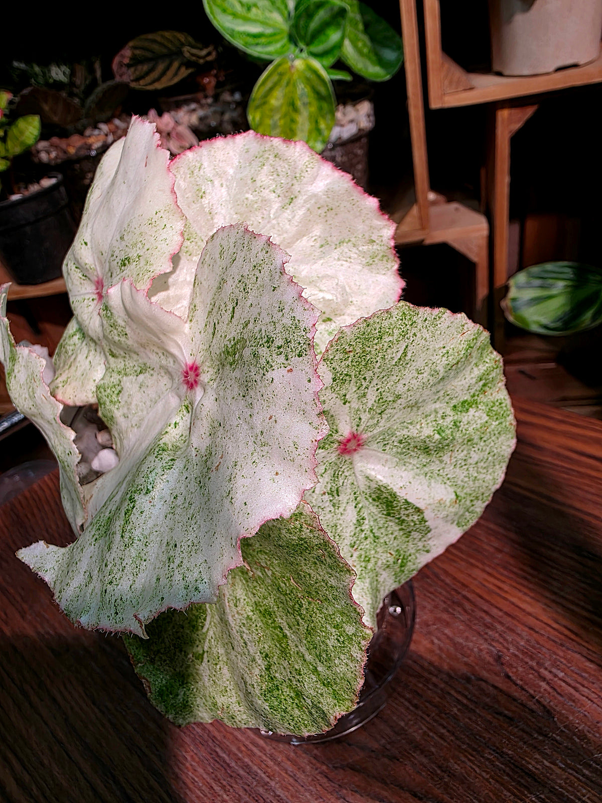 Begonia rouge variegated