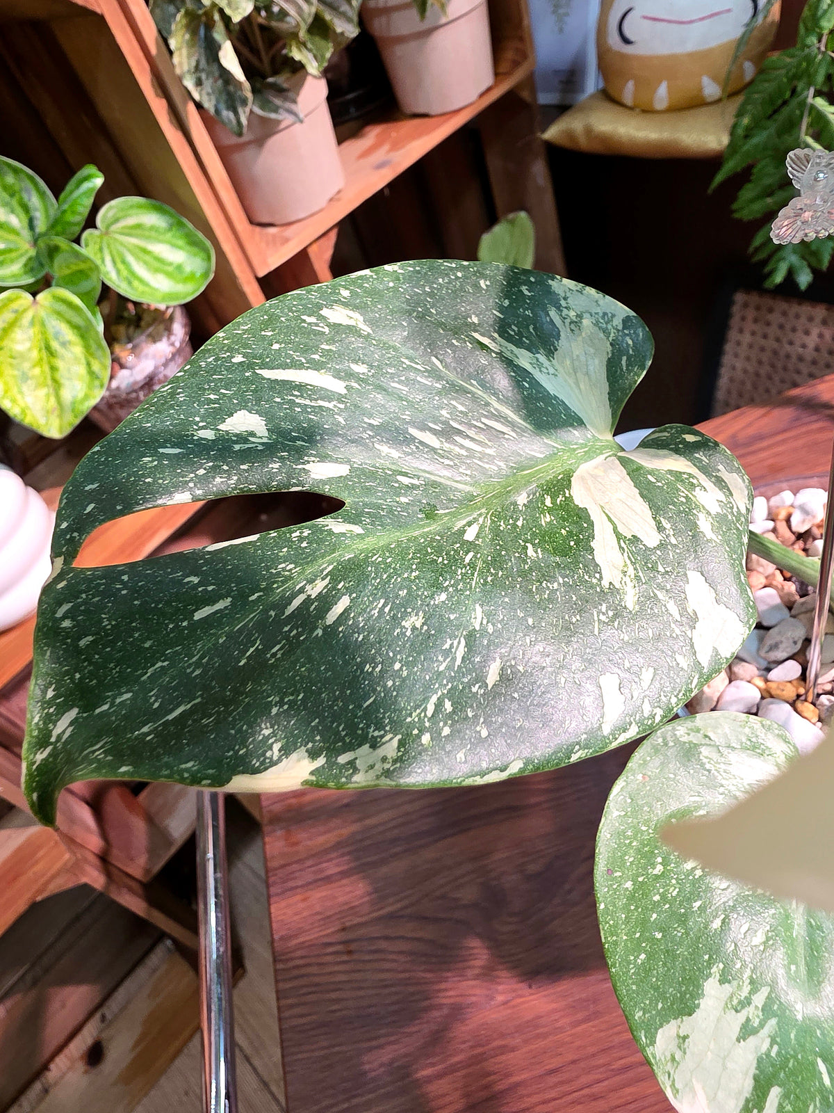 Monstera Thai Constellation