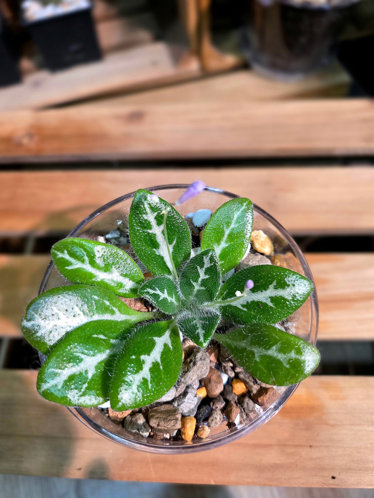 Primulina sinovietnamica 中越報春苦苣苔