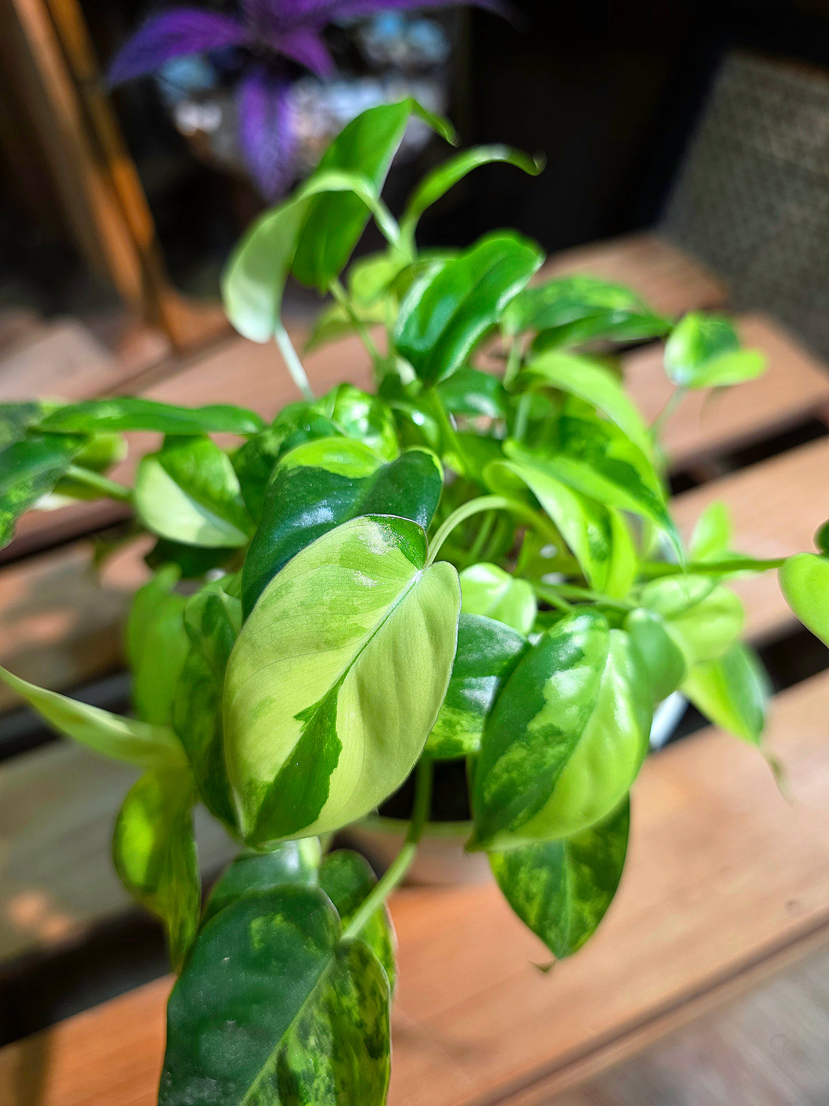 Philodendron burle marx variegated