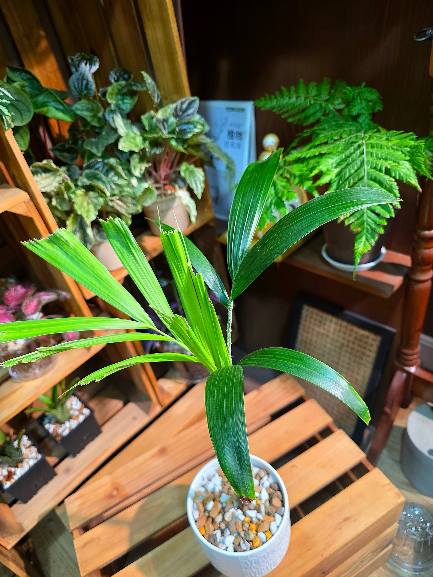 Wodyetia bifurcata Foxtail Palm