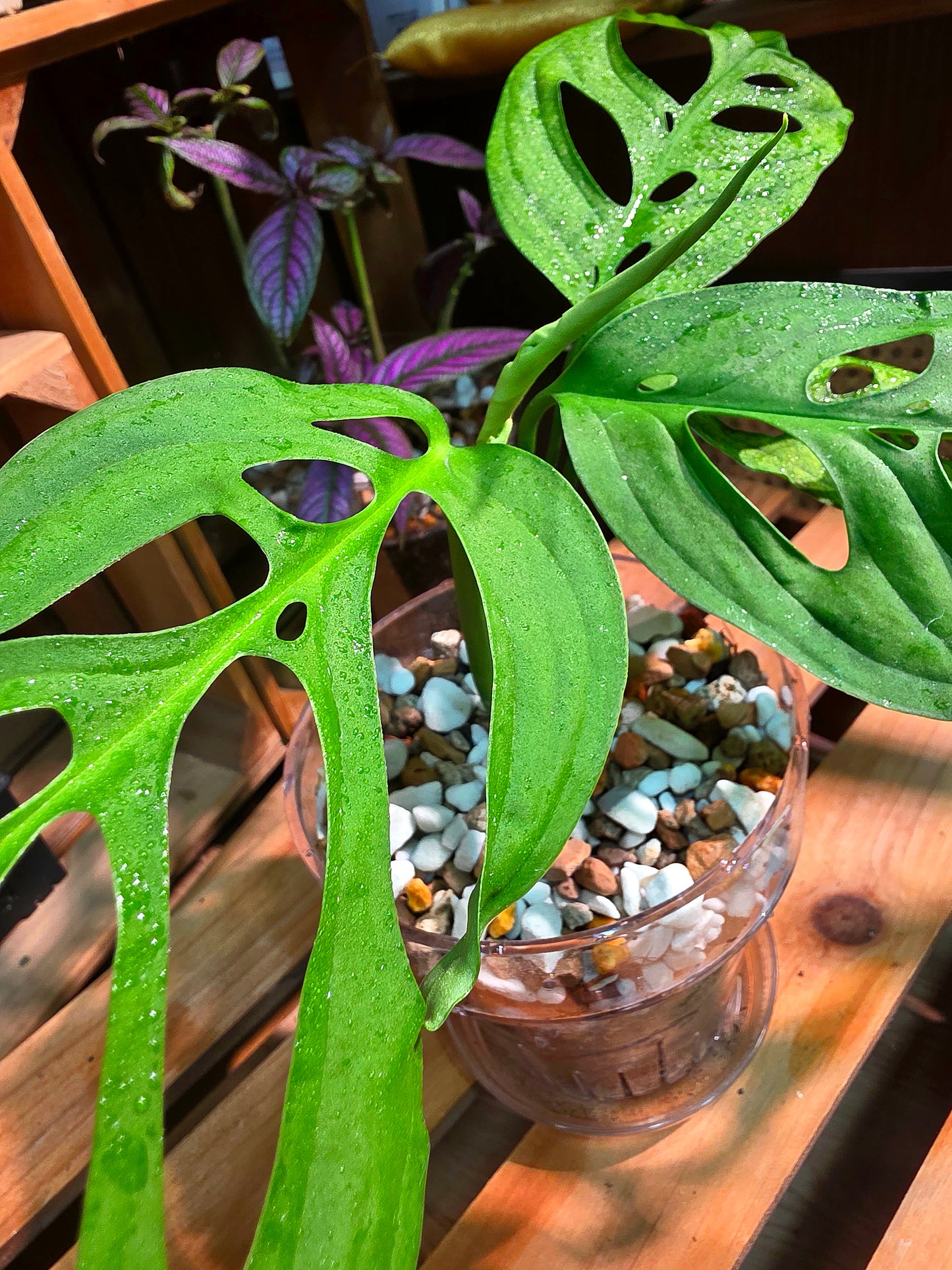 Monstera epipremnoides 巨洞龜背竹