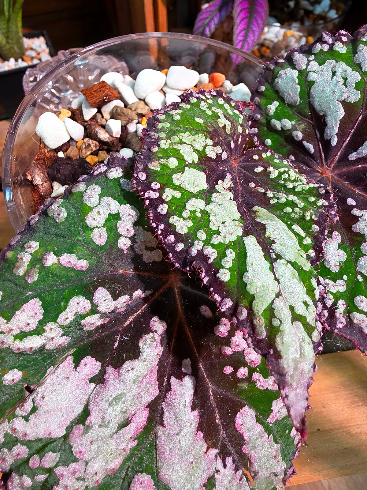 Begonia m&m M&M begonia